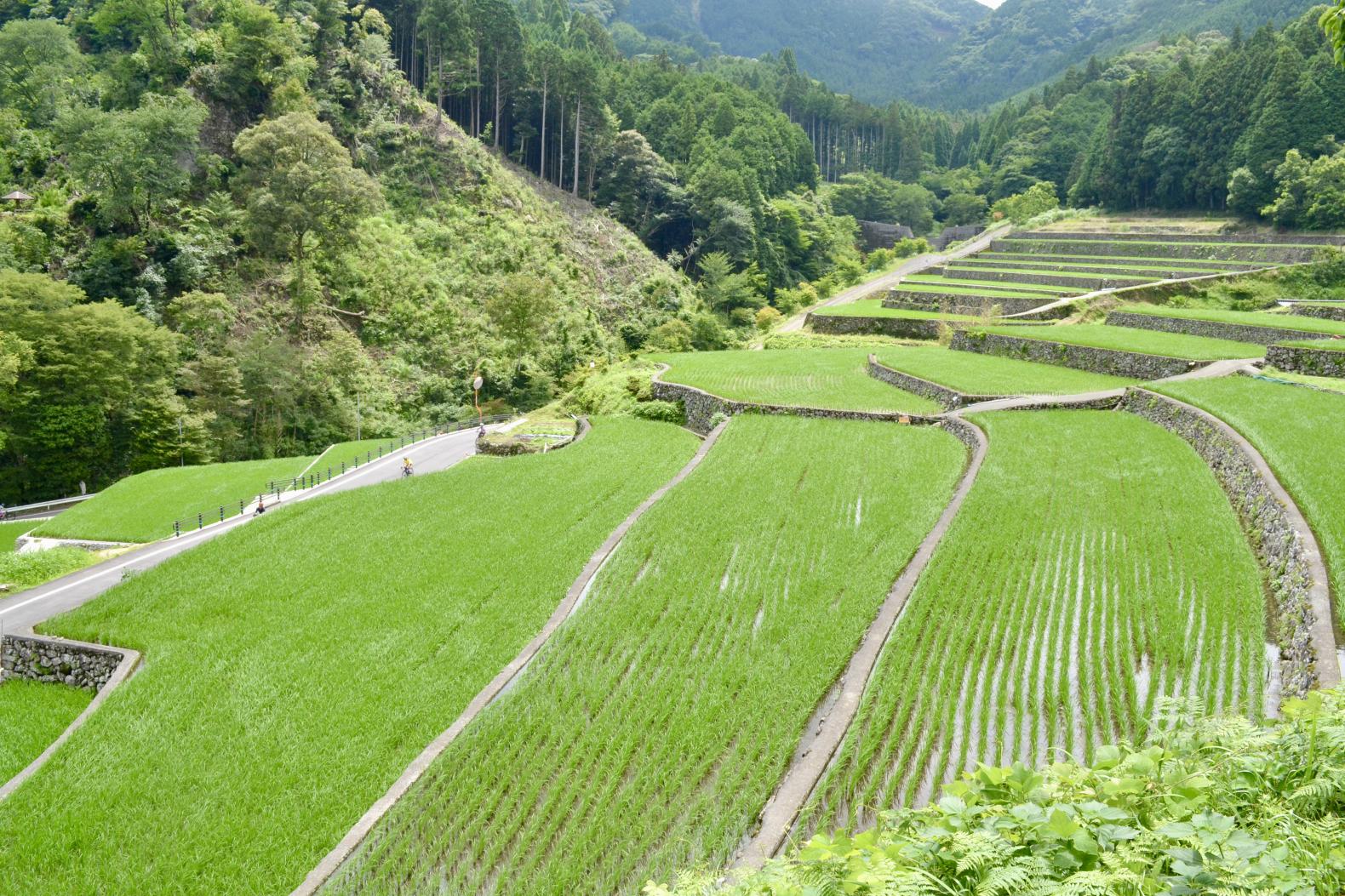 美しい日本の原風景！　竹地区の棚田-2
