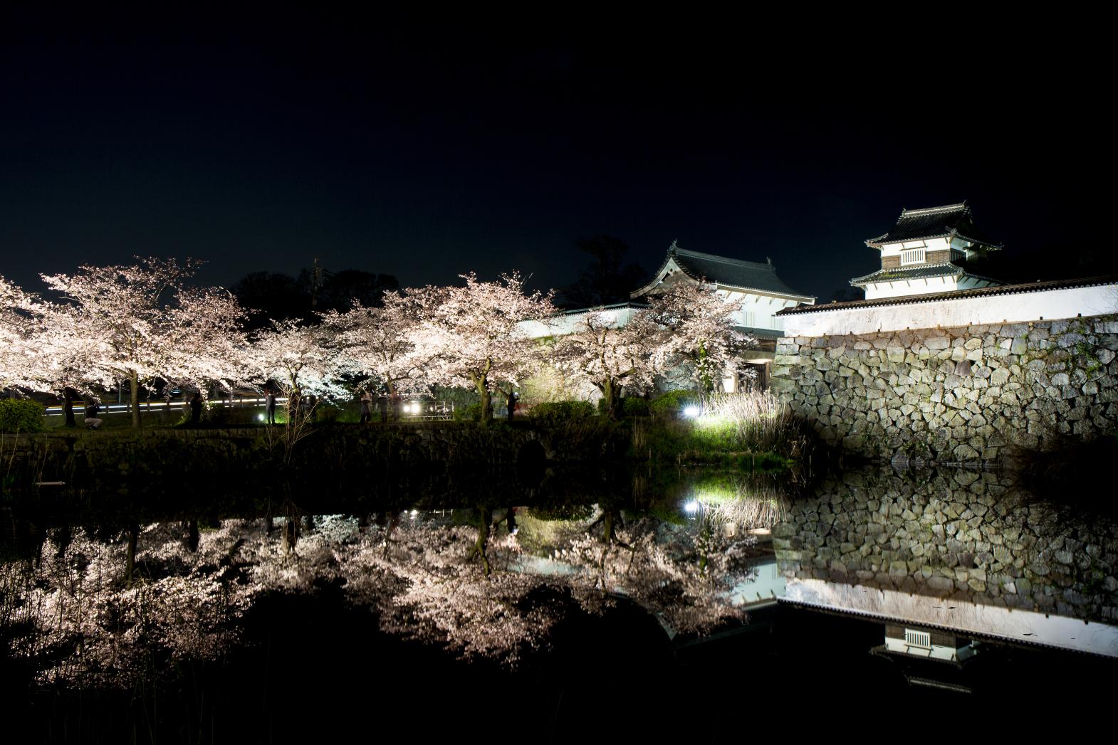 Spring: 
Cherry blossoms (Maizuru Park, Kokura castle)-3