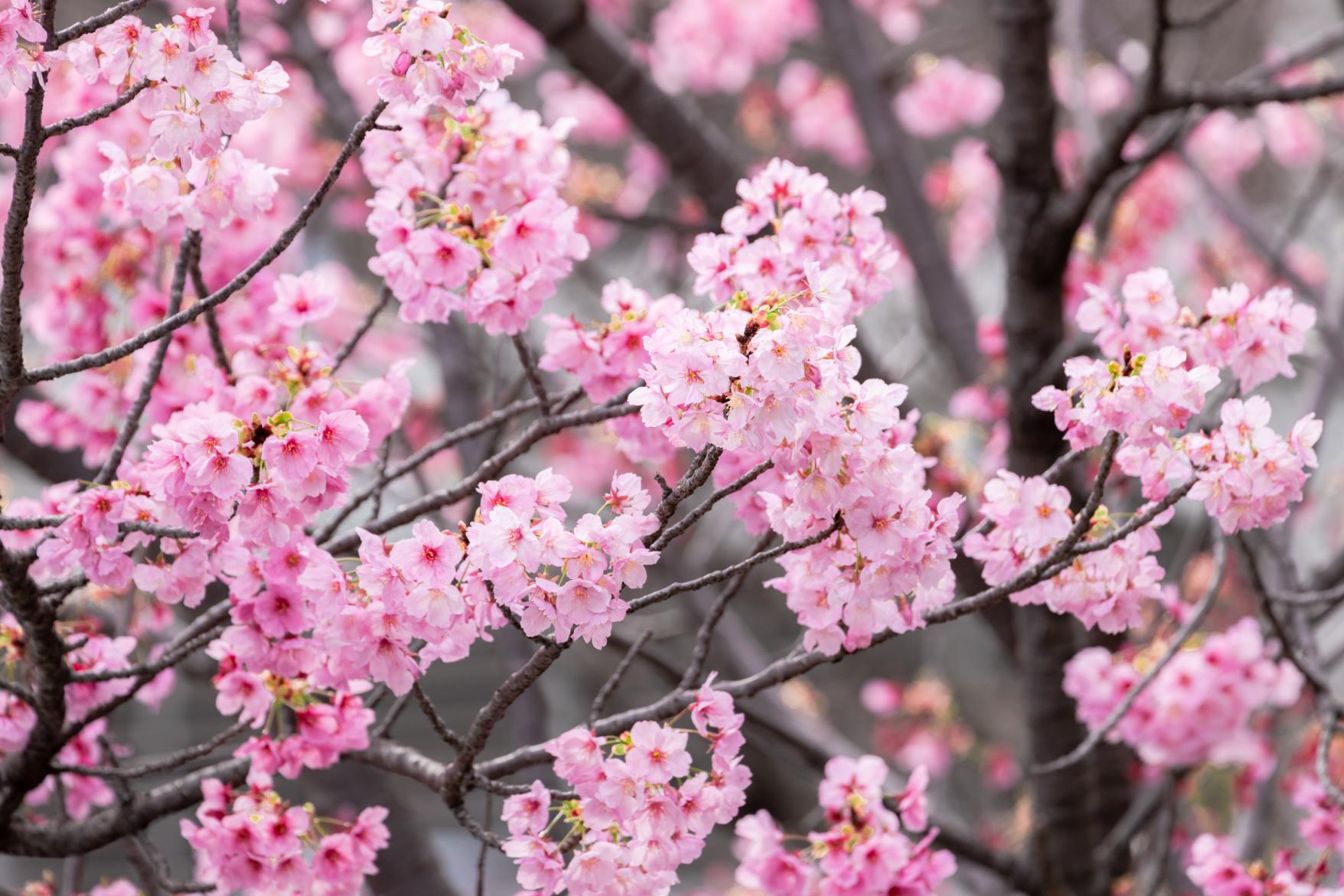 Spring: 
Cherry blossoms (Maizuru Park, Kokura castle)-1