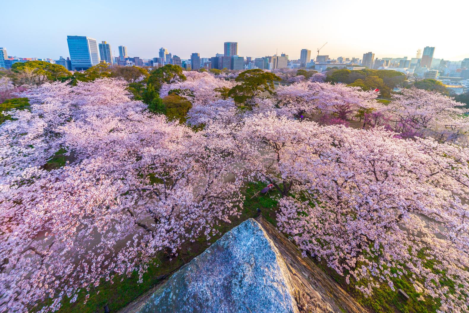 Spring: 
Cherry blossoms (Maizuru Park, Kokura castle)-2