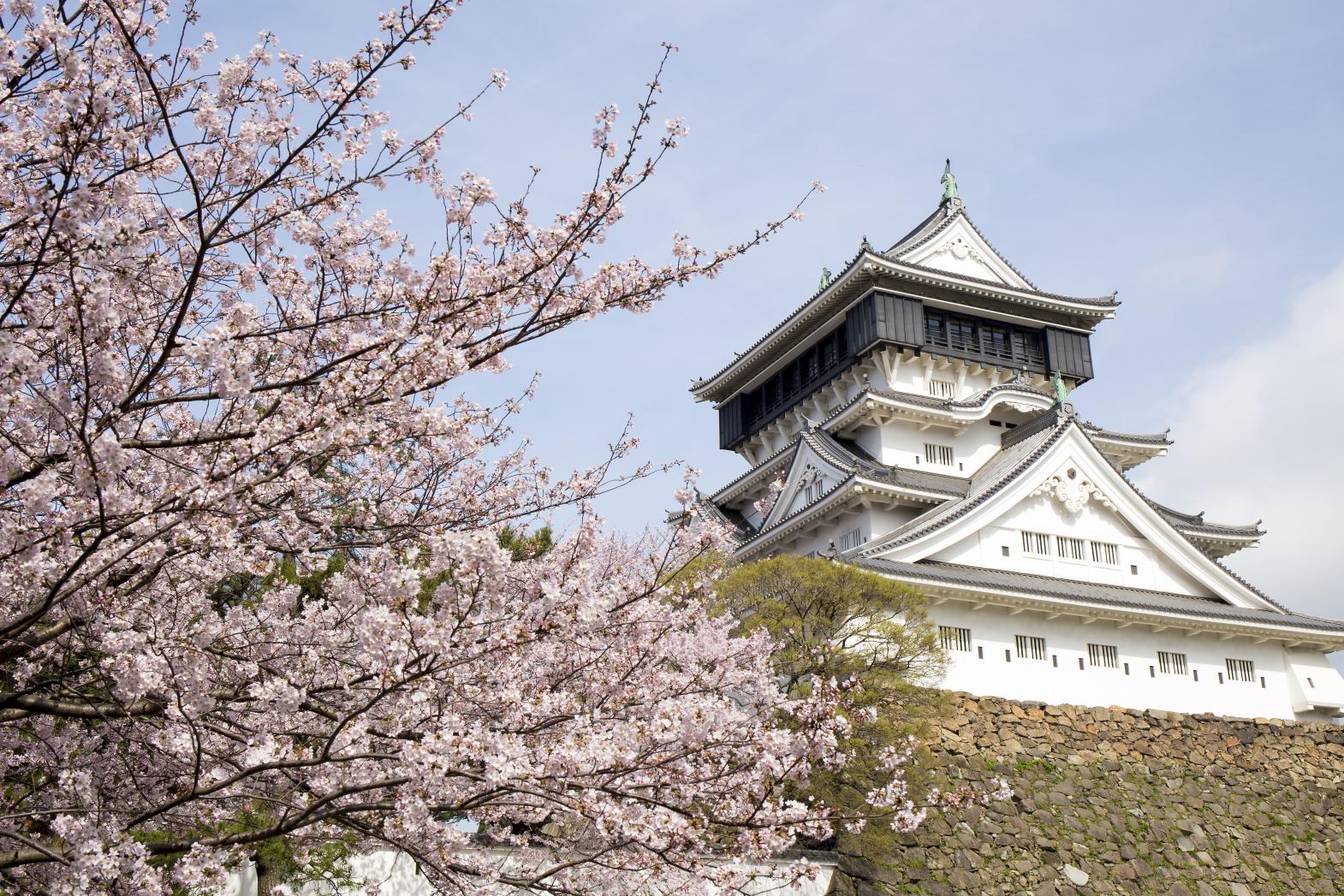 Spring: 
Cherry blossoms (Maizuru Park, Kokura castle)-0