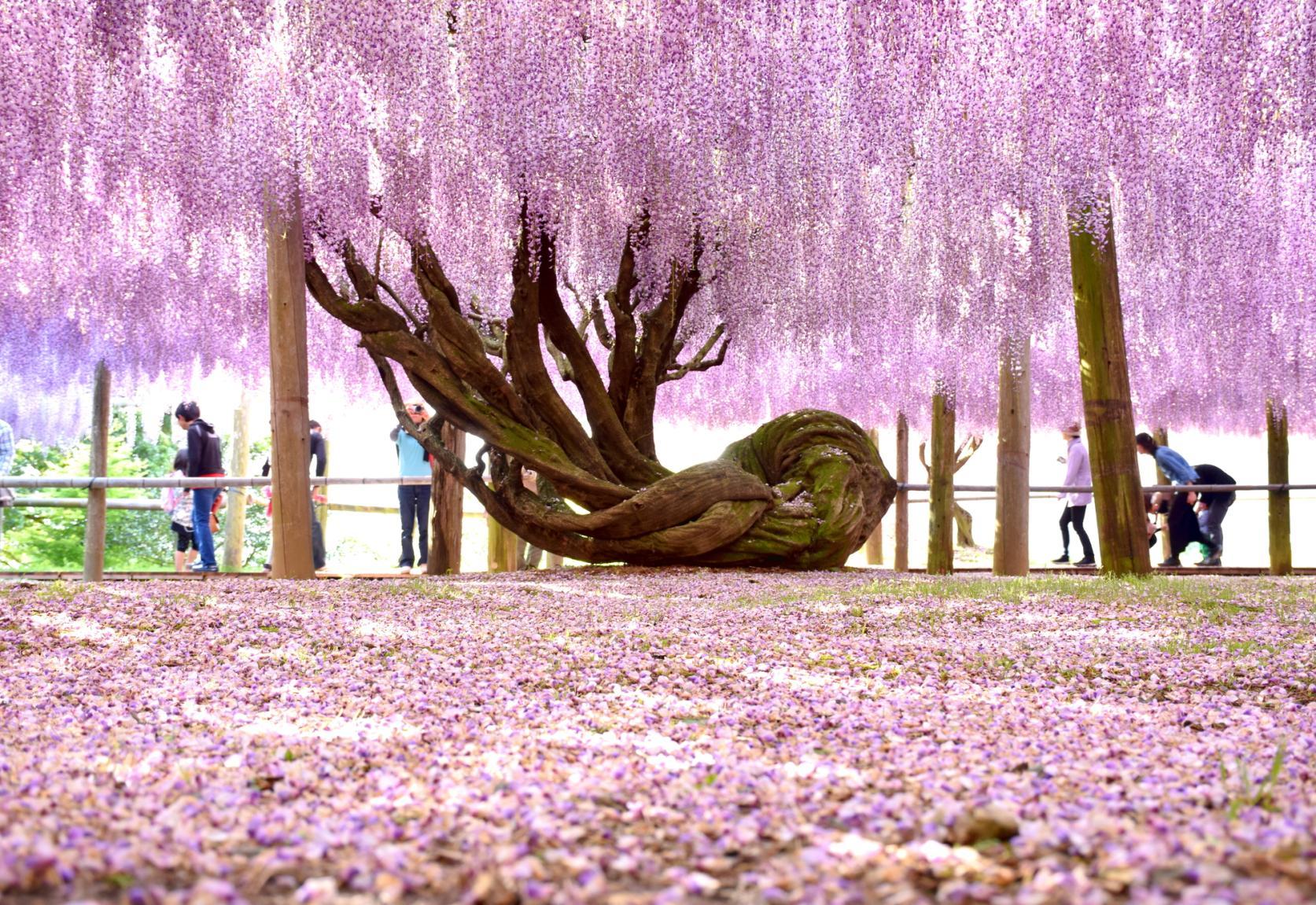 Spring:
Wisteria（Kawachi Wisteria Garden）-1