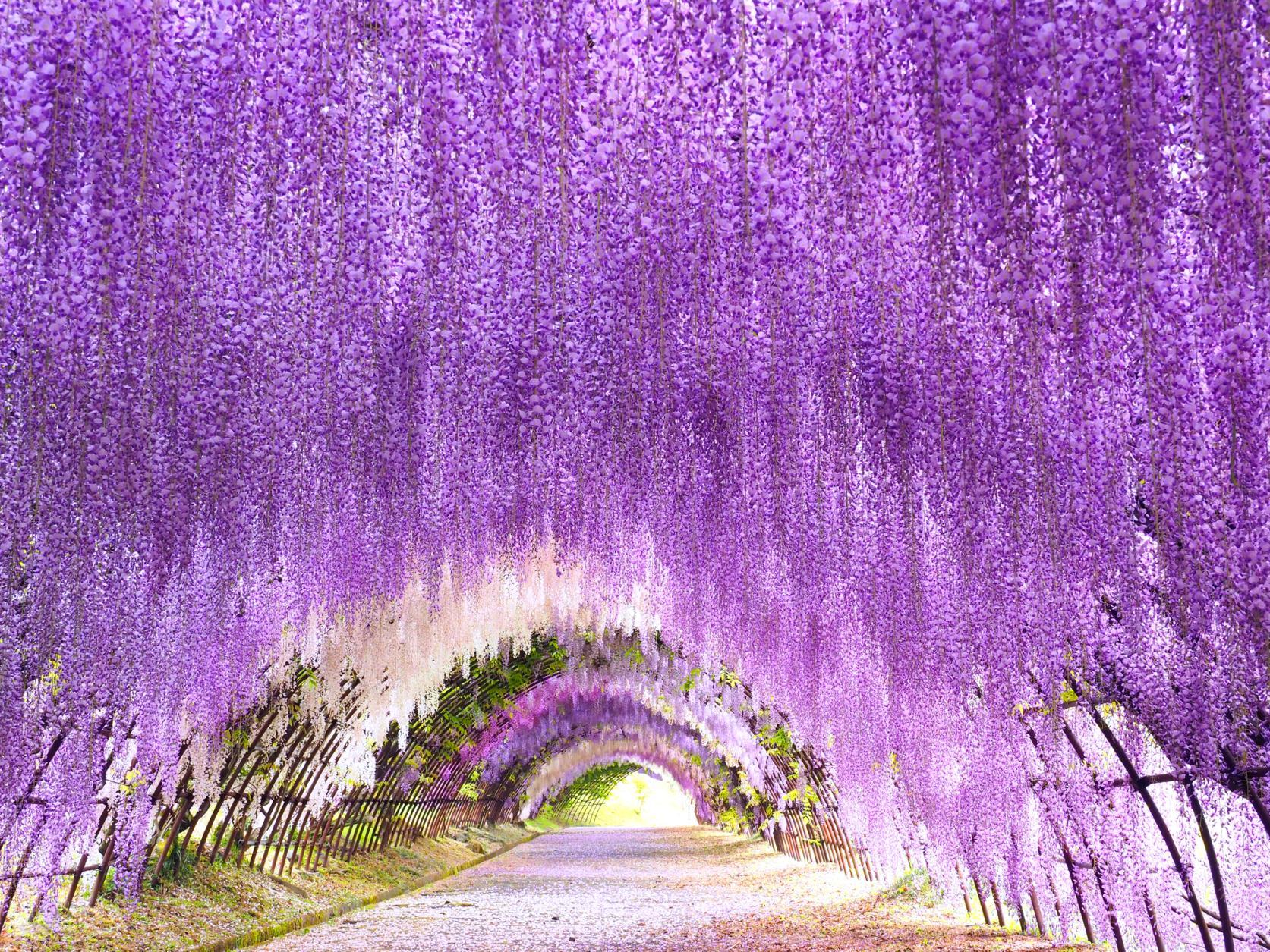 Spring:
Wisteria（Kawachi Wisteria Garden）-0