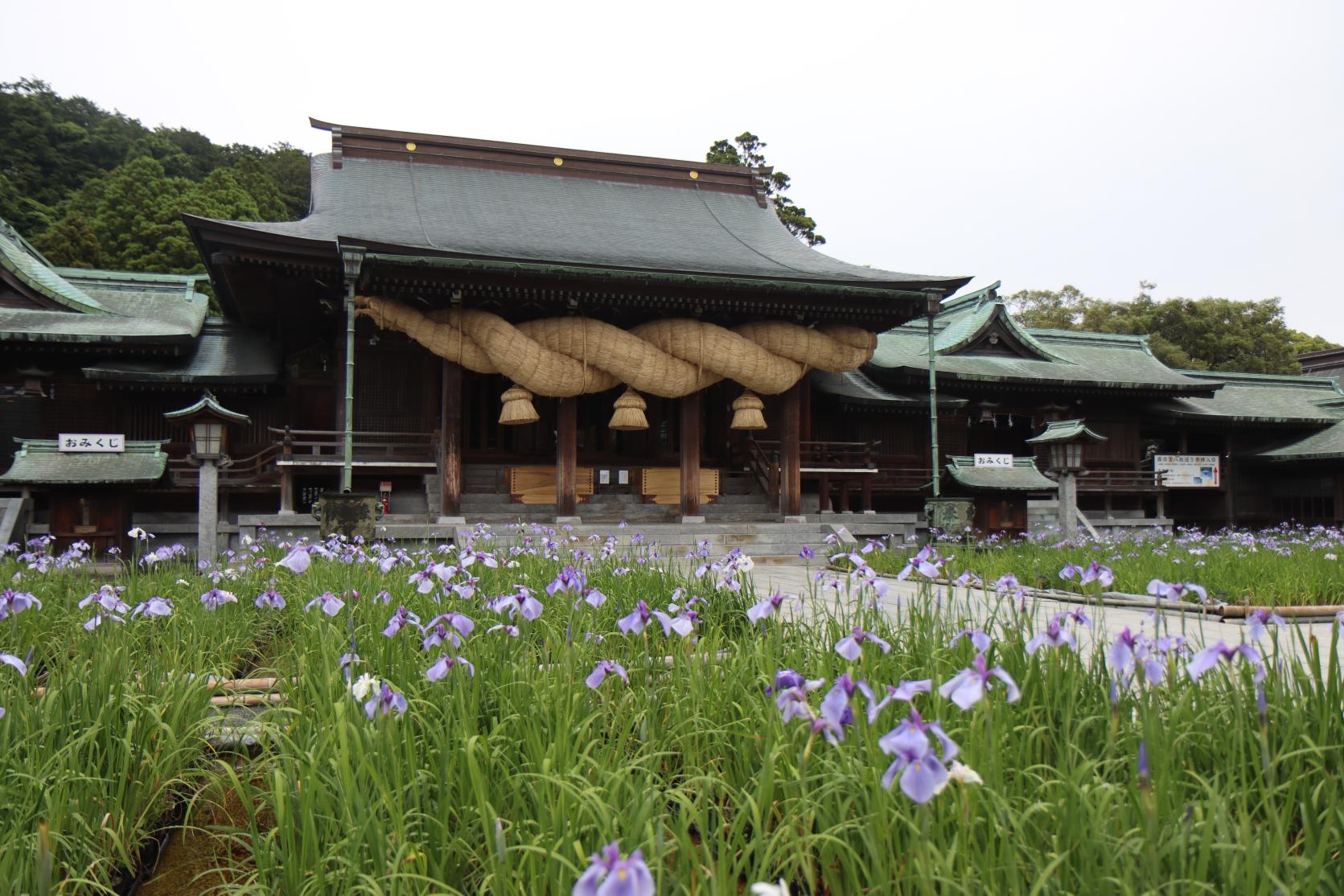 菖蒲花 (宮地嶽神社)-2