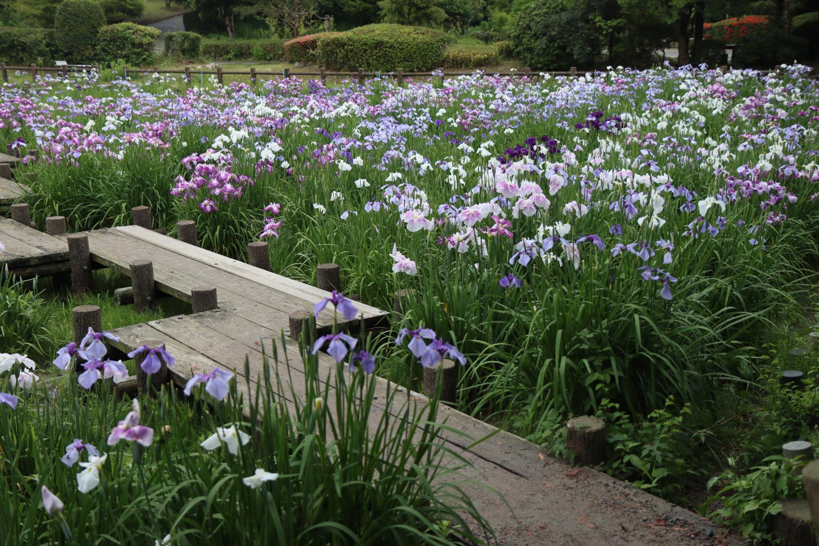 Spring:
Iris（Miyajidake Shrine）-1