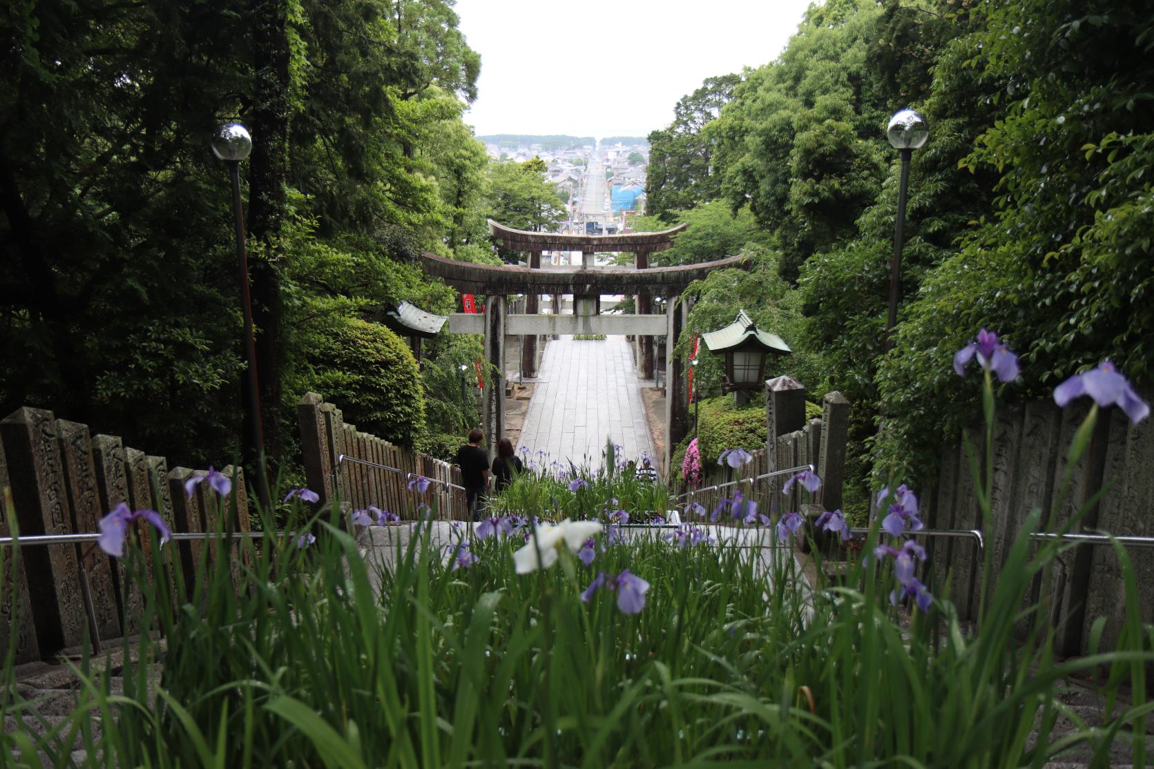 Spring:
Iris（Miyajidake Shrine）-0