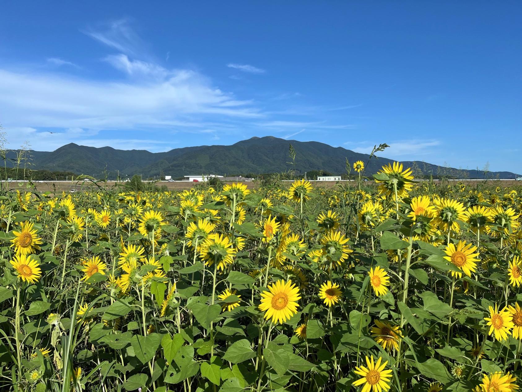 【終了】直方リバーサイドパーク（直方市）-0