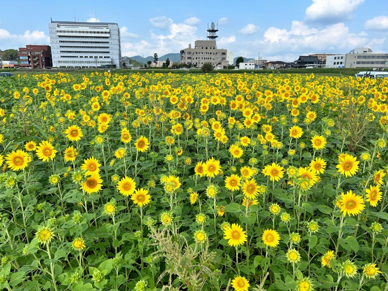 直方リバーサイドパーク-0