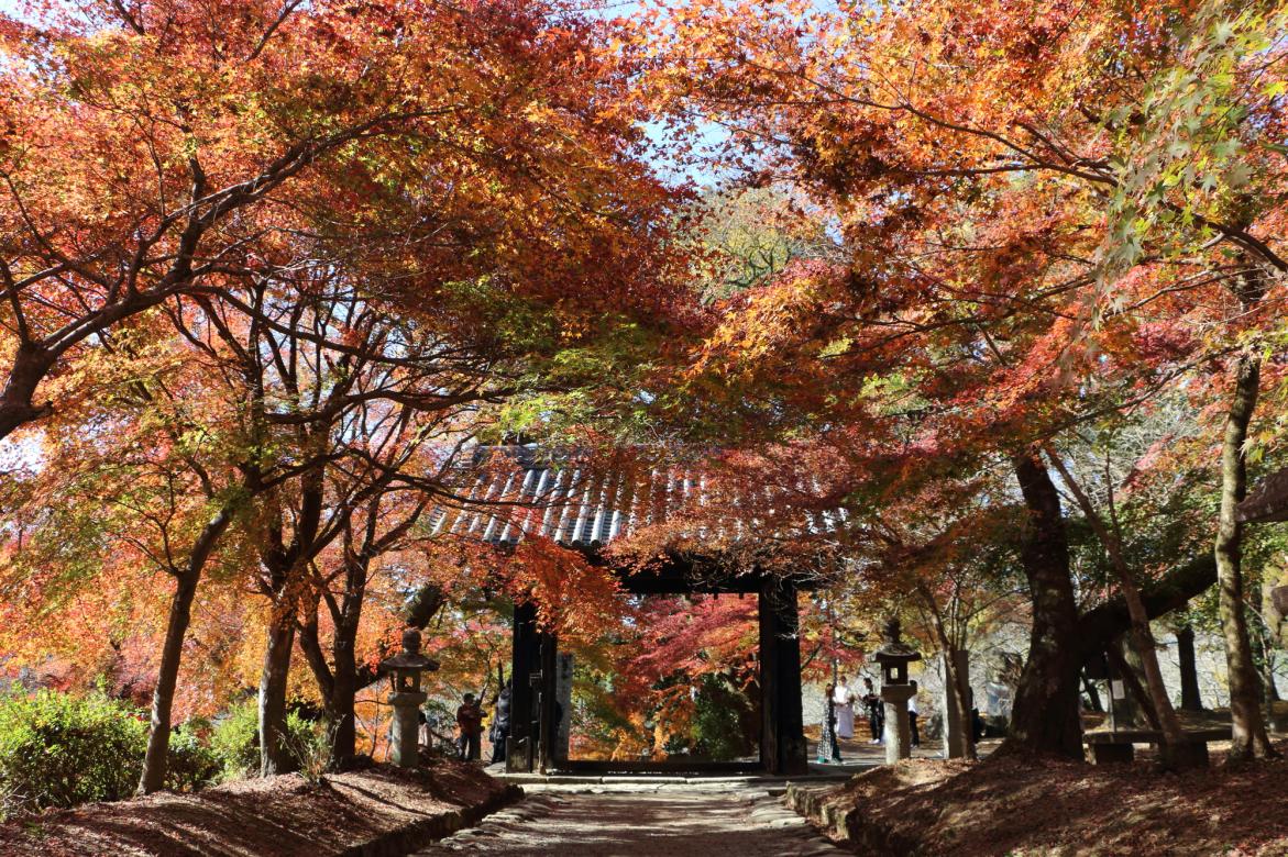 【2025】Your Guide to Fukuoka Prefecture's Best Fall Foliage Destinations ...