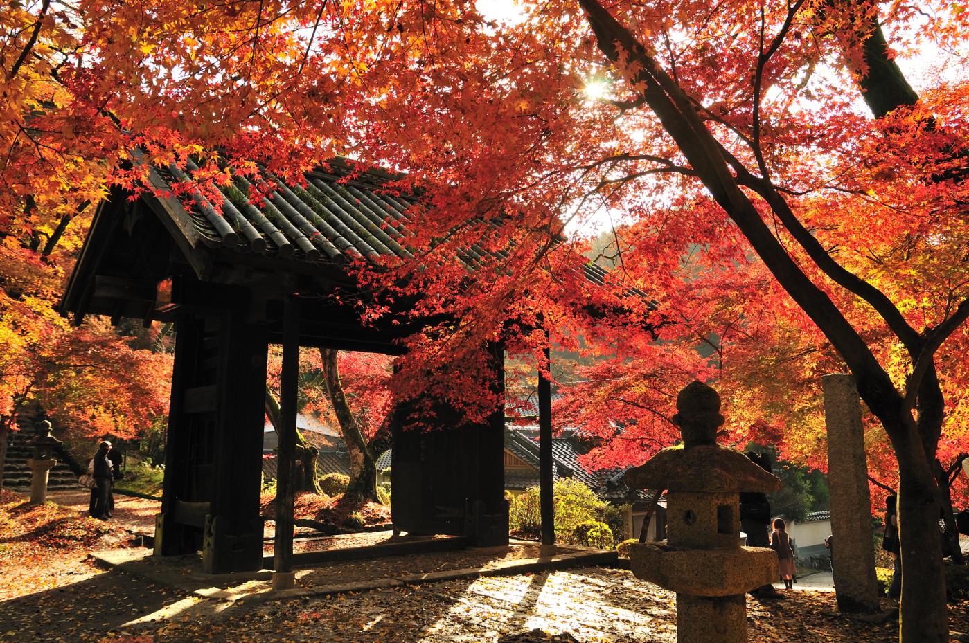 【2025】Your Guide to Fukuoka Prefecture's Best Fall Foliage Destinations ...