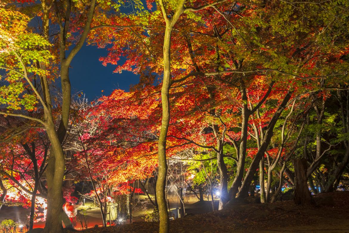 [2024 Edition] Your Guide to Fukuoka Prefecture's Best Fall Foliage