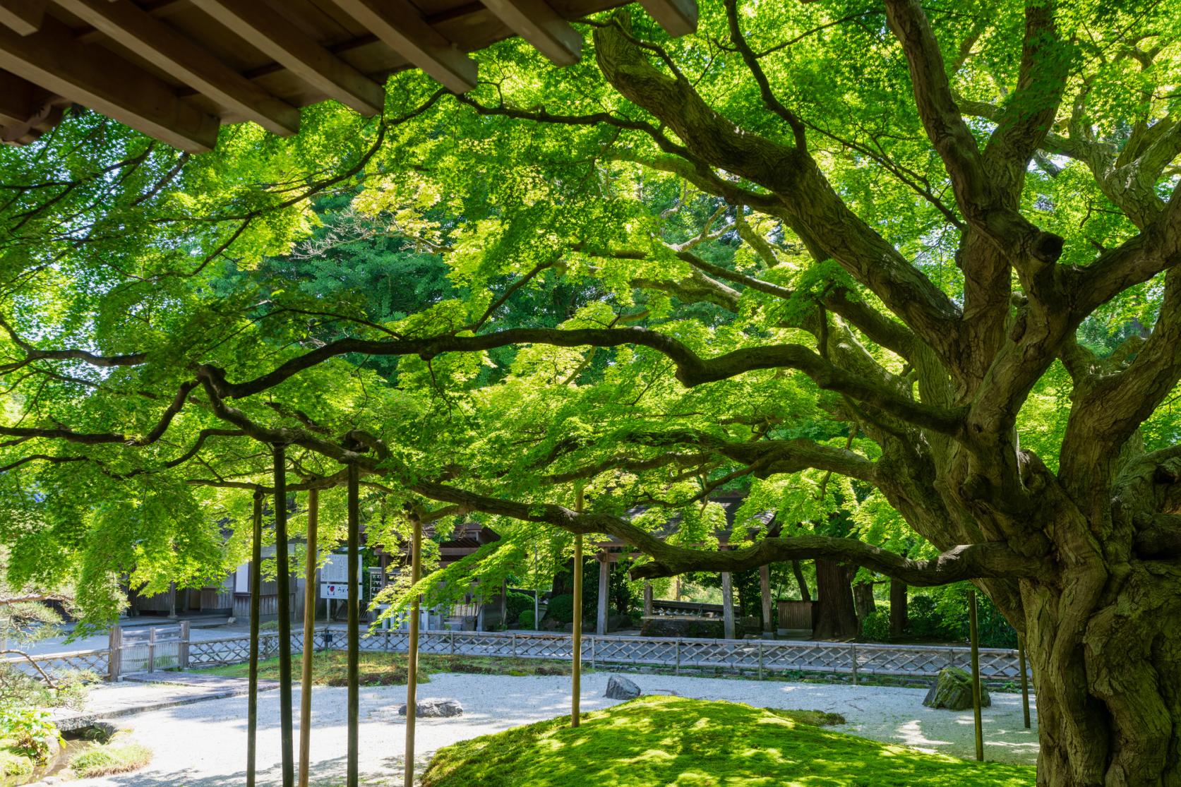 Raizan Sennyoji Daihioin (Contemplation-Style, Itoshima City)-1