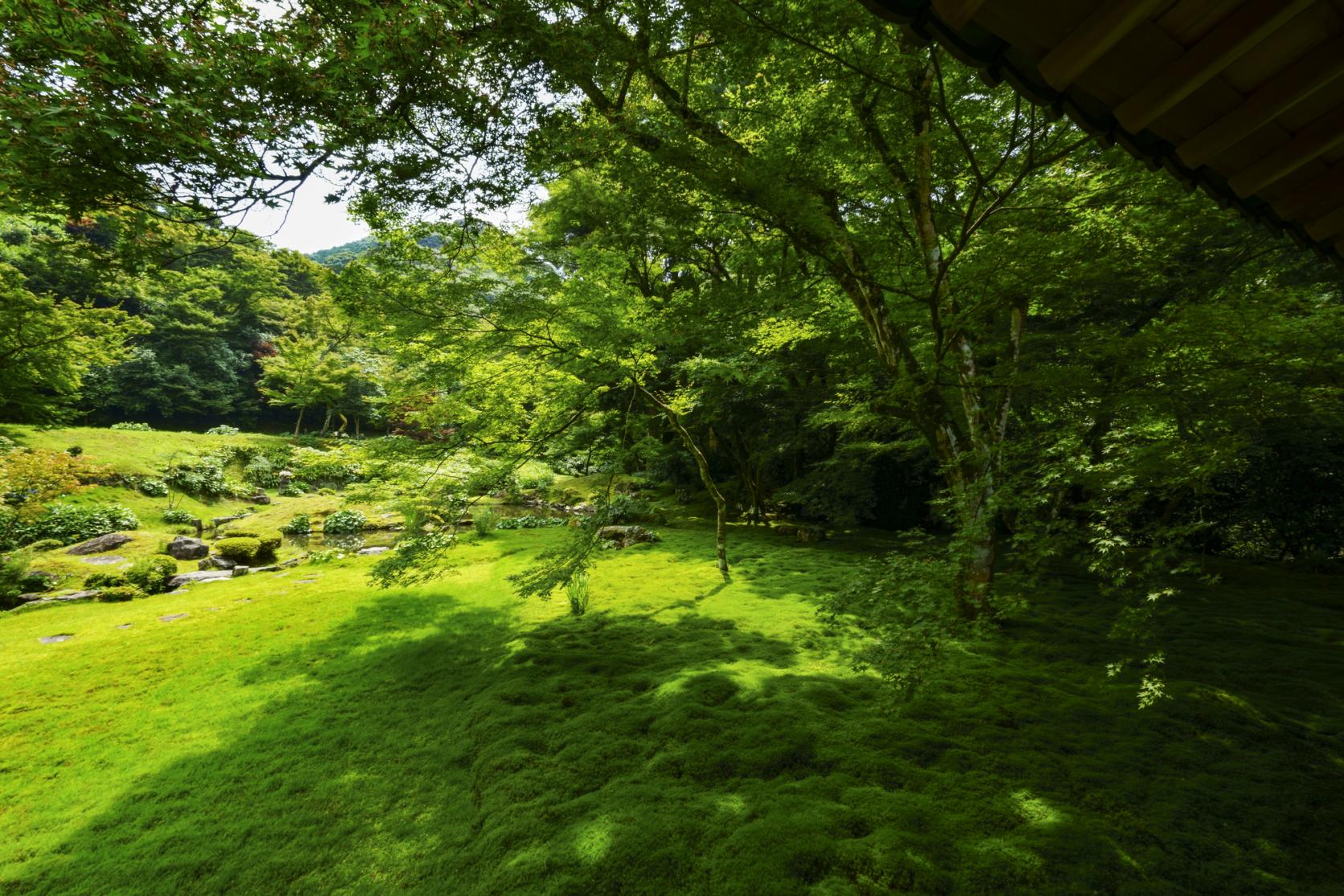 【观赏式】清水寺本坊庭园（MIYAMA市）-2