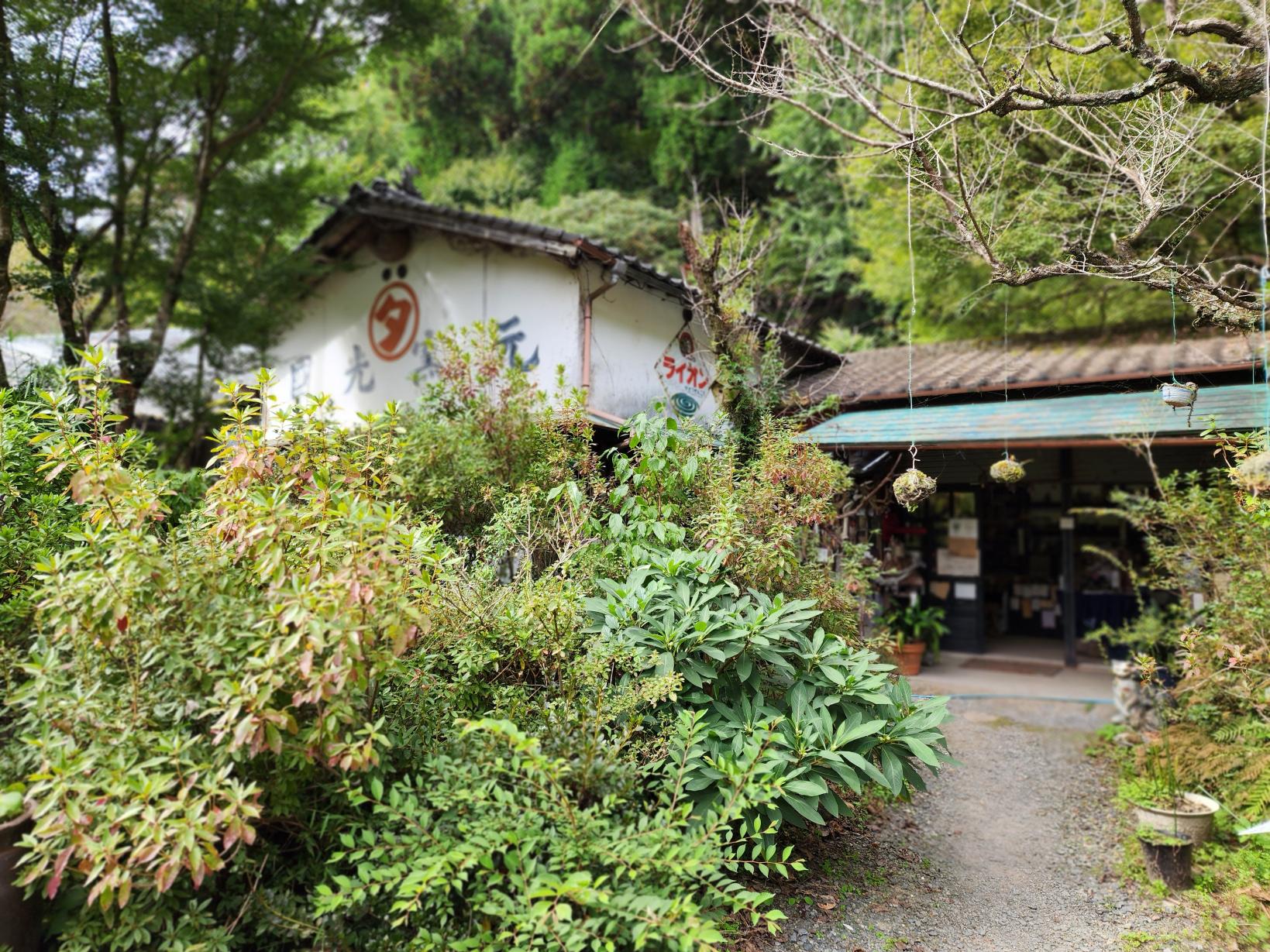 【鼓（つづみ）エリア】髙山焼宗家とカジュアルな小石原焼-7