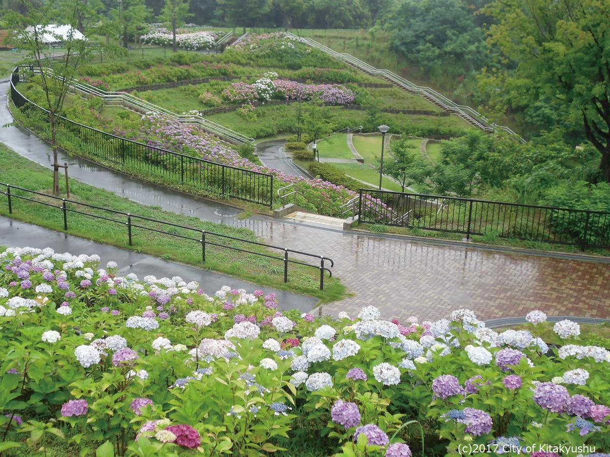 Summer:
Hydrangea（Takatoyama Park）-0