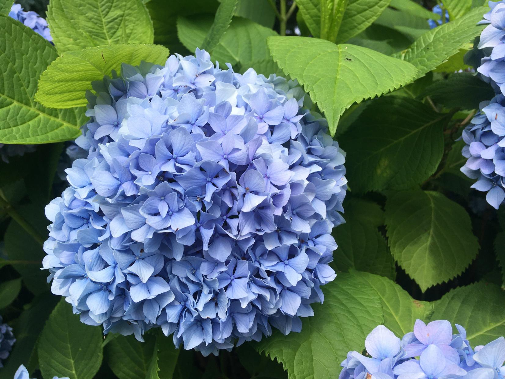 Summer:
Hydrangea（Takatoyama Park）-1