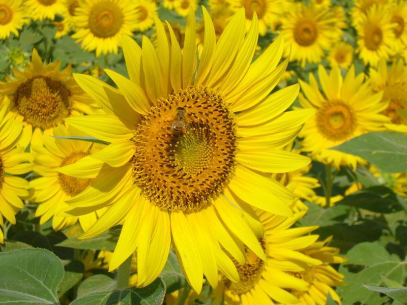 Summer:
Sunflower（Yanagawa Sunflower Garden）-1