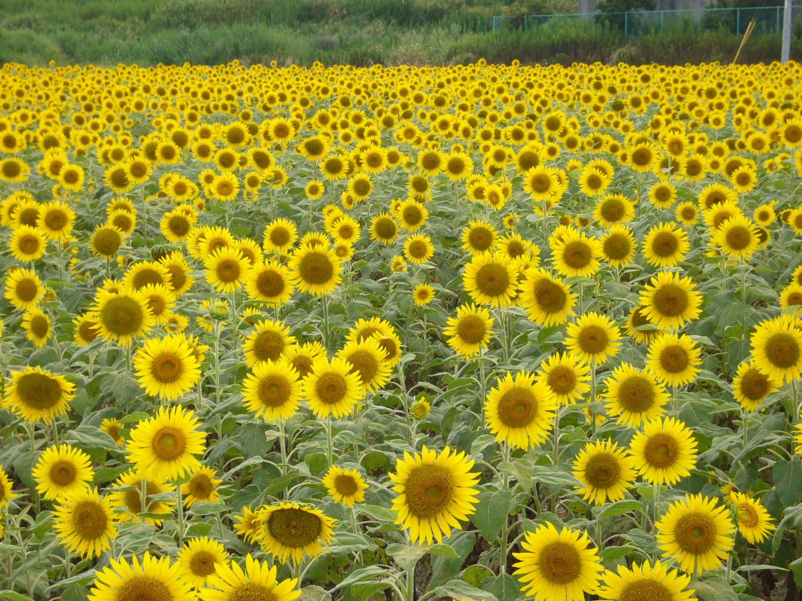 Summer:
Sunflower（Yanagawa Sunflower Garden）-0