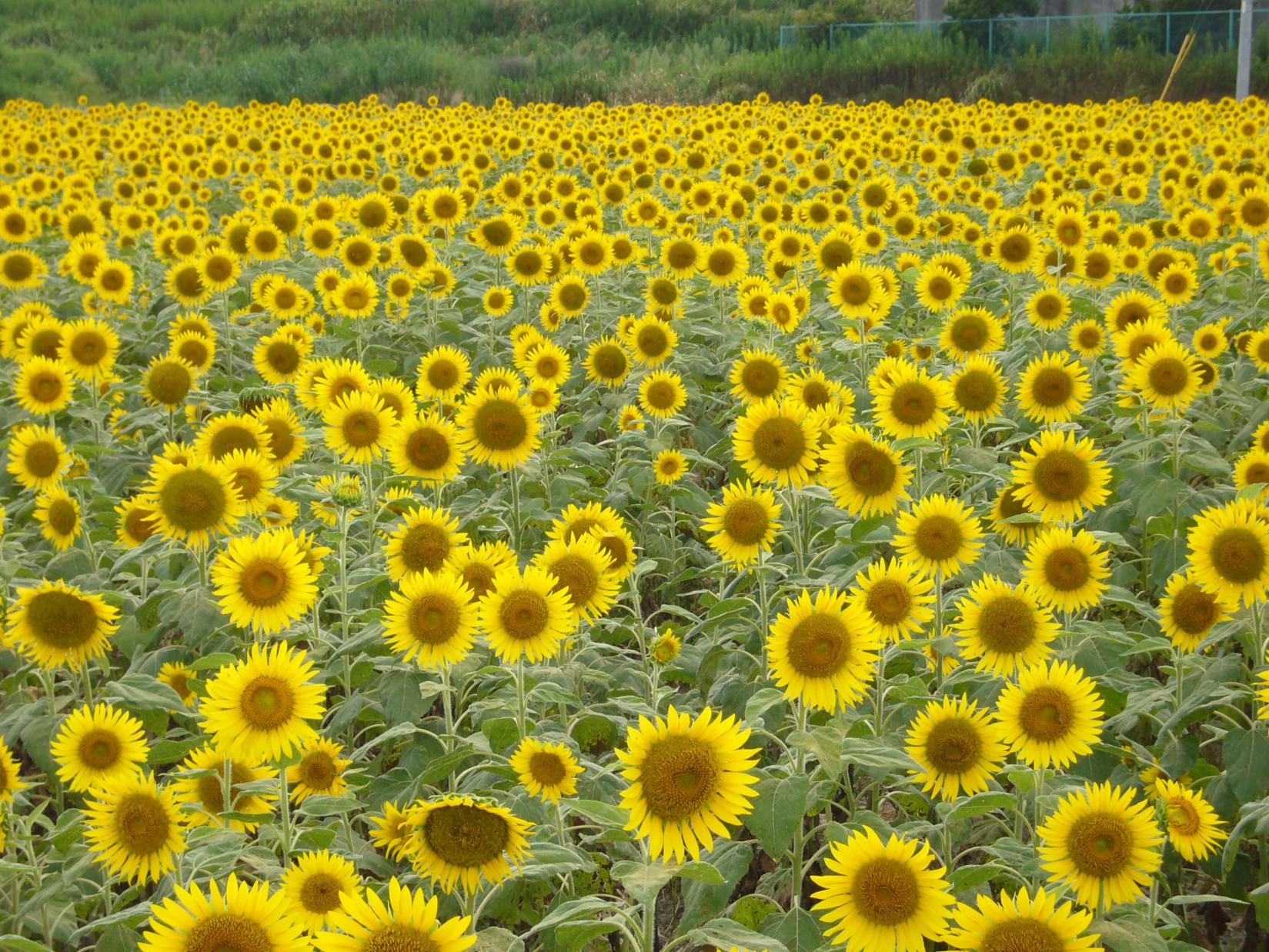 Summer:
Sunflower（Yanagawa Sunflower Garden）-0