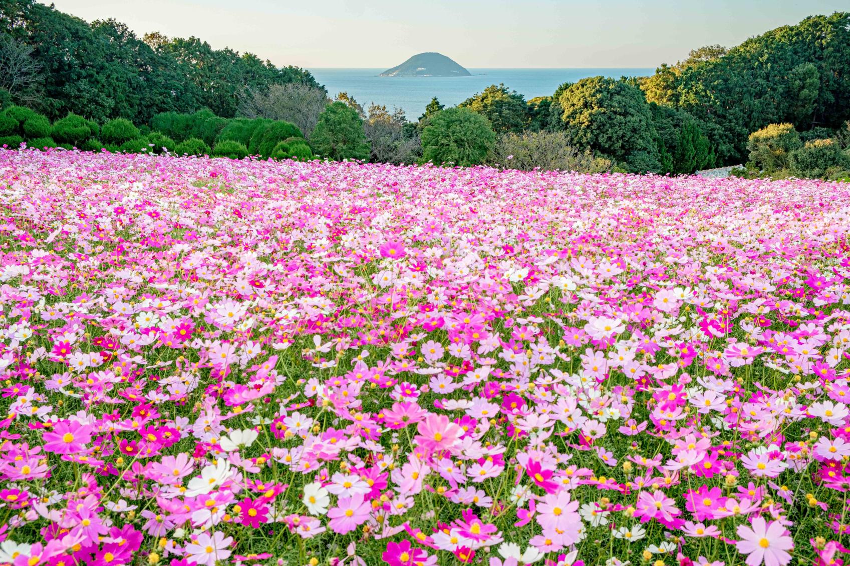 大波斯菊 (能古岛公园)-0