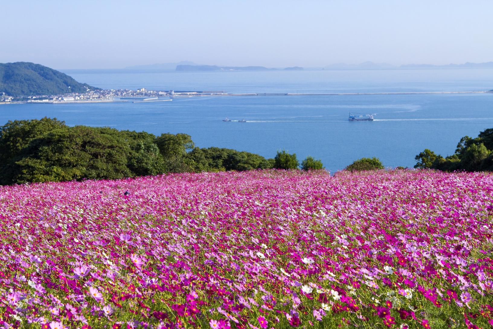 波斯菊 (能古島海島公園)-1