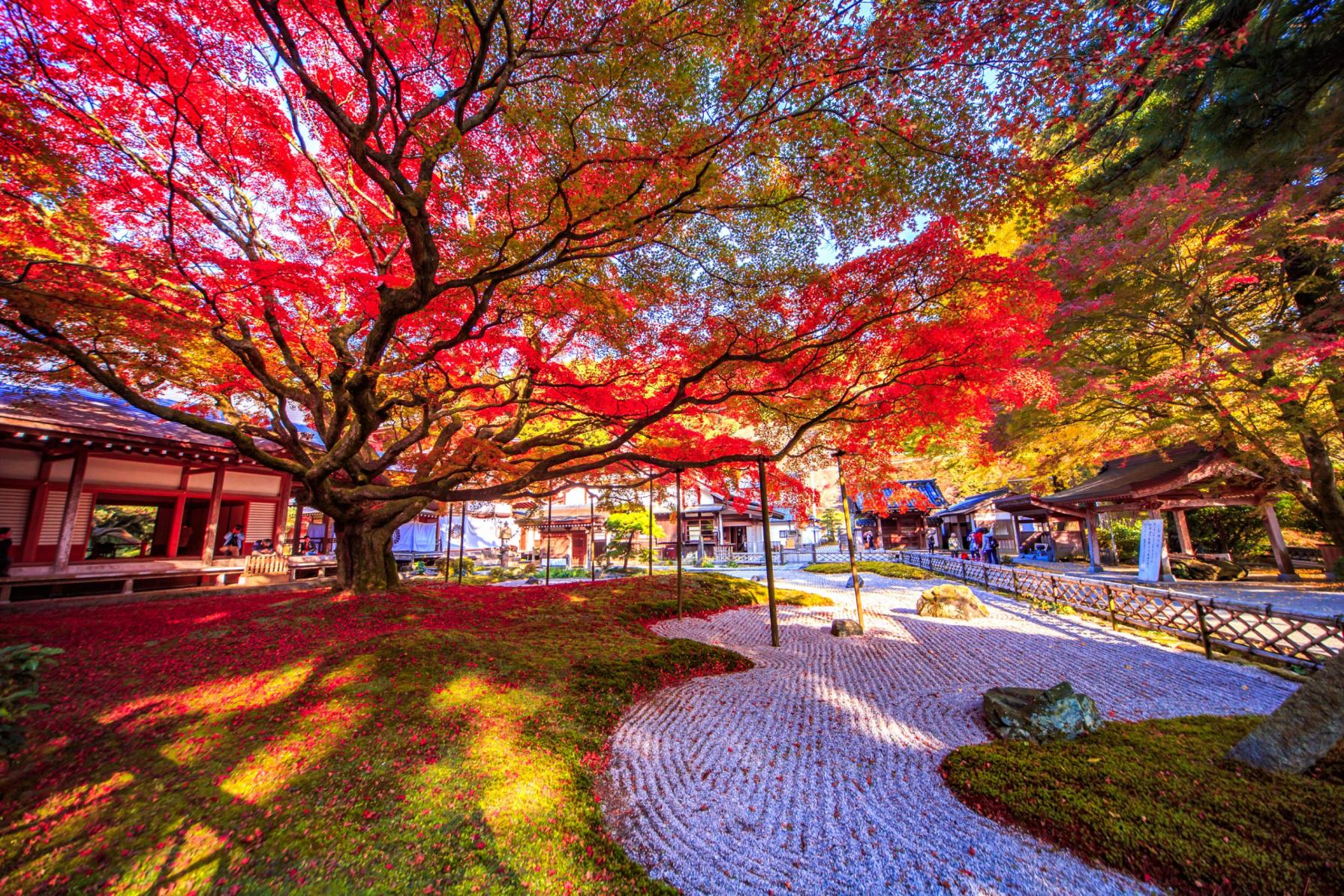 Autumn:
Japanese maple（Raizan Sennyoji Temple）-0