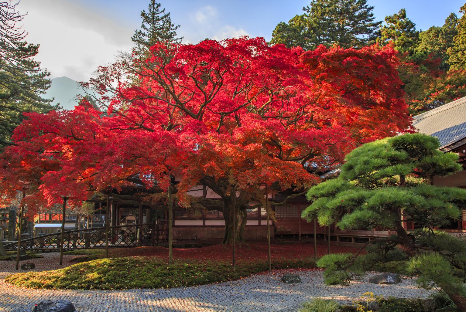 Autumn:
Japanese maple（Raizan Sennyoji Temple）-2