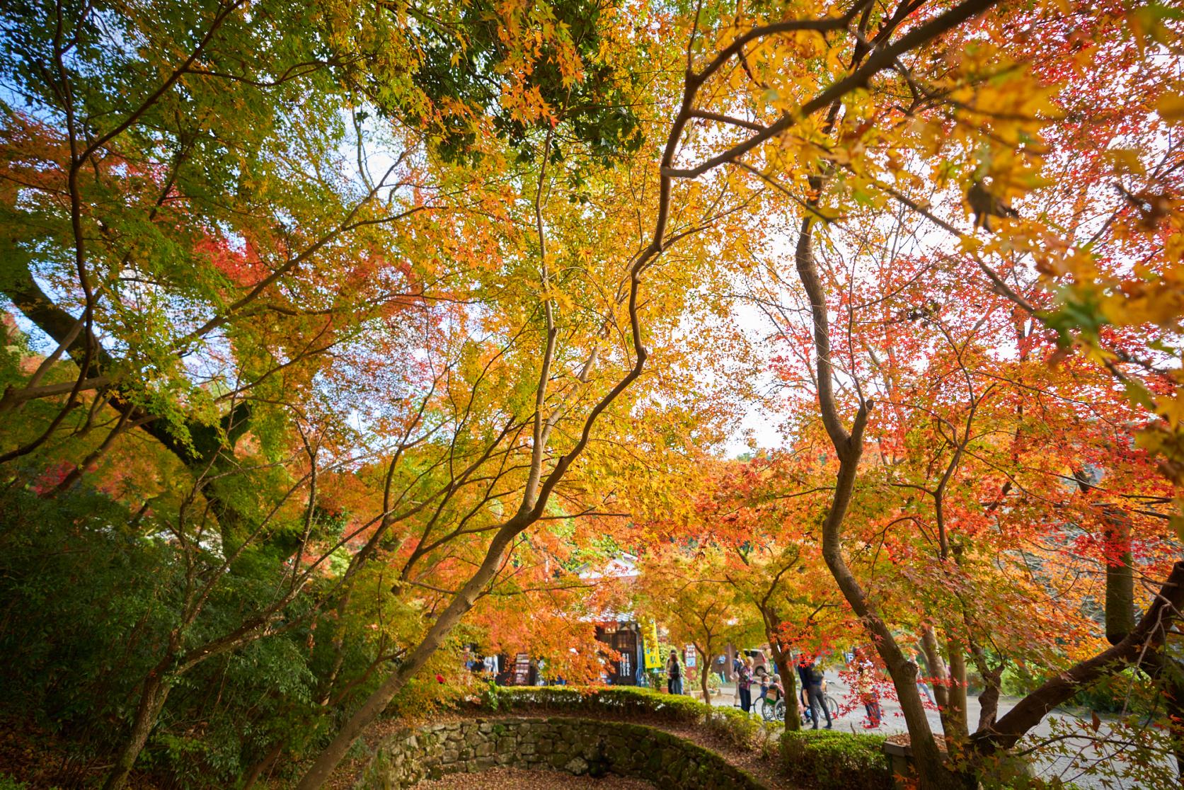 Autumn:
Autumn leaves （Akizuki）-1