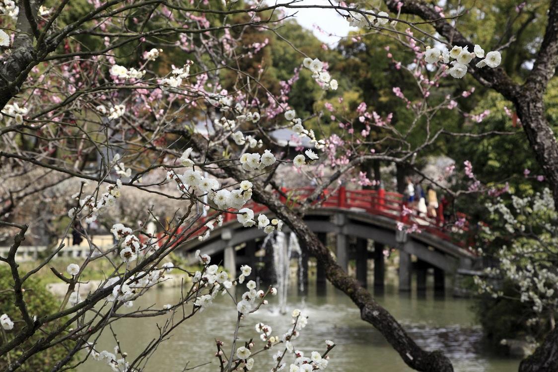 Winter:
Plum flower (Dazaifu Tenmangu)-1