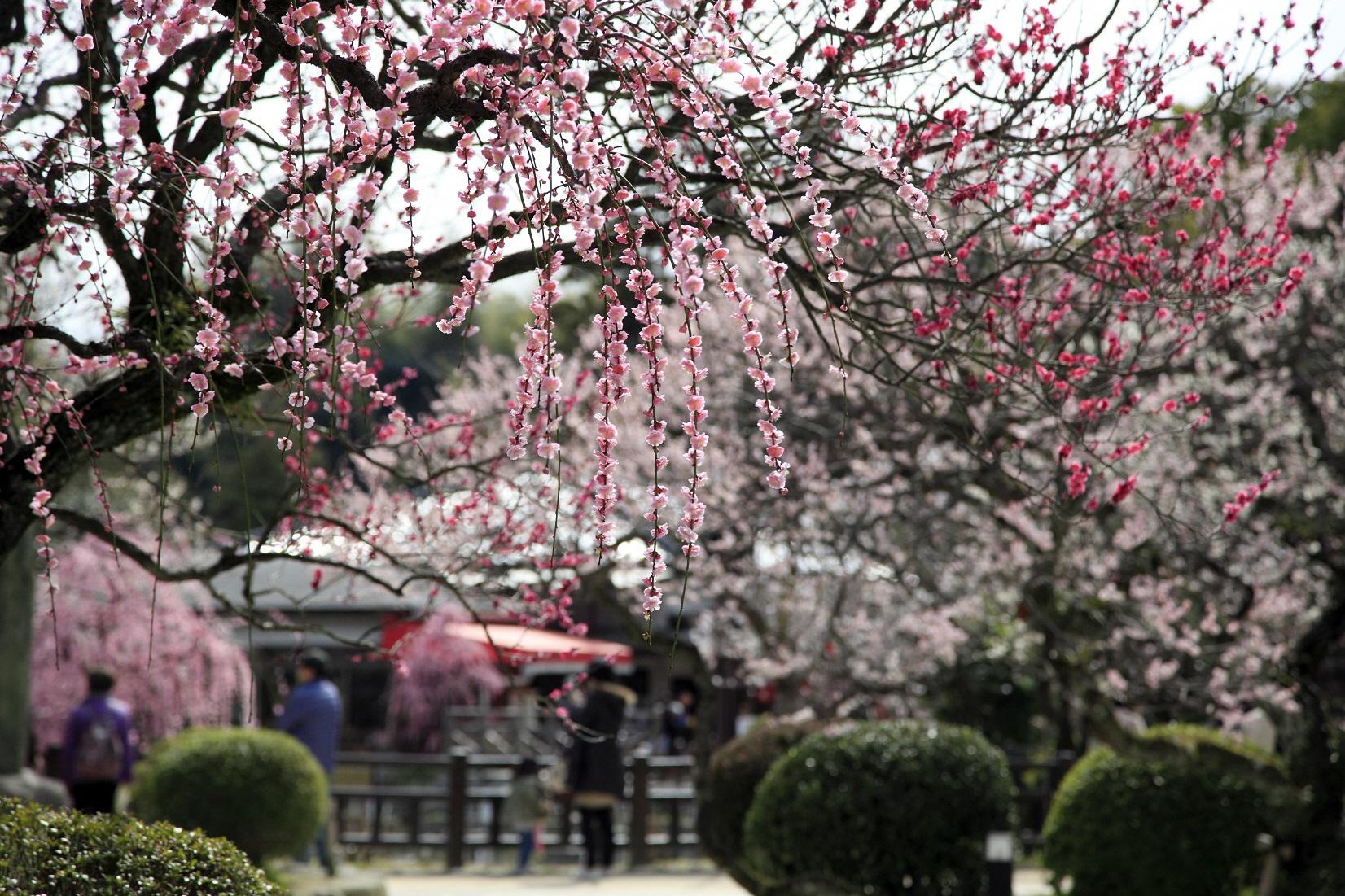 Winter:
Plum flower (Dazaifu Tenmangu)-2