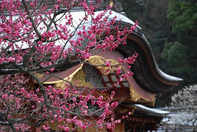 Winter:
Plum flower (Dazaifu Tenmangu)-0