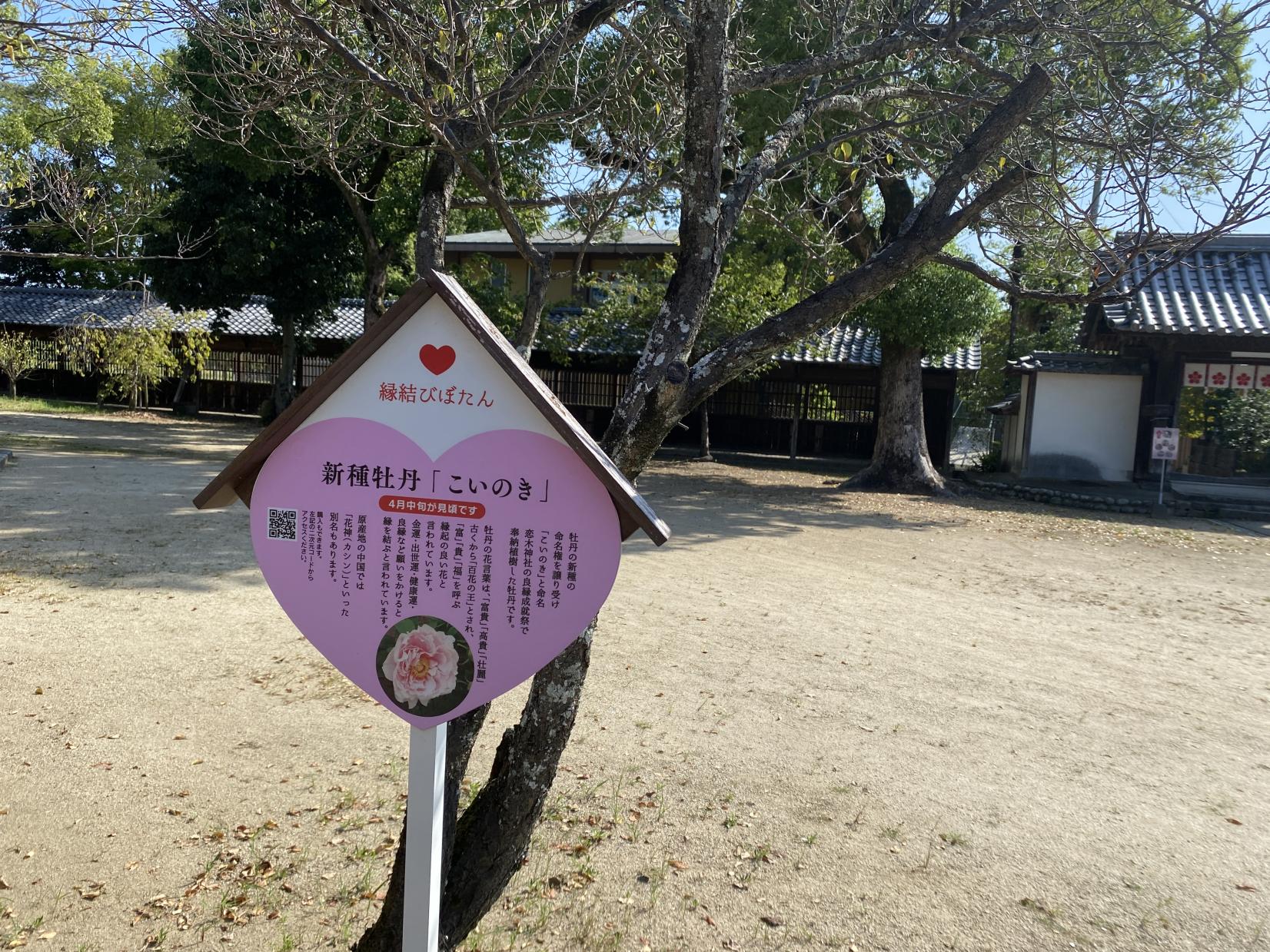 心ときめくハートがいっぱい【恋木（こいのき）神社】-5