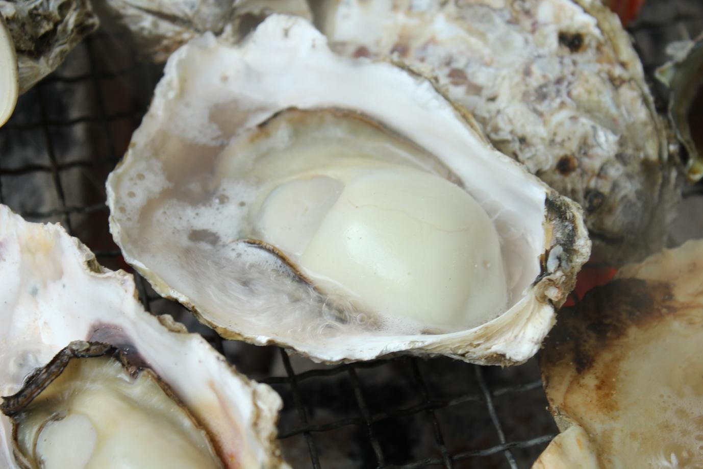 博多湾のブランド牡蠣「唐泊恵比須かき」-0