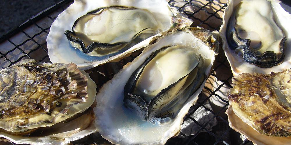 Buzenkai Hitotsubu Oyster brand from Kitakyushu (Buzen Sea One Grain Oysters)-0