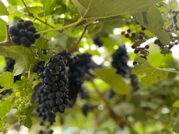 Winery of the Budounoki Group known for restaurants and hotels-1