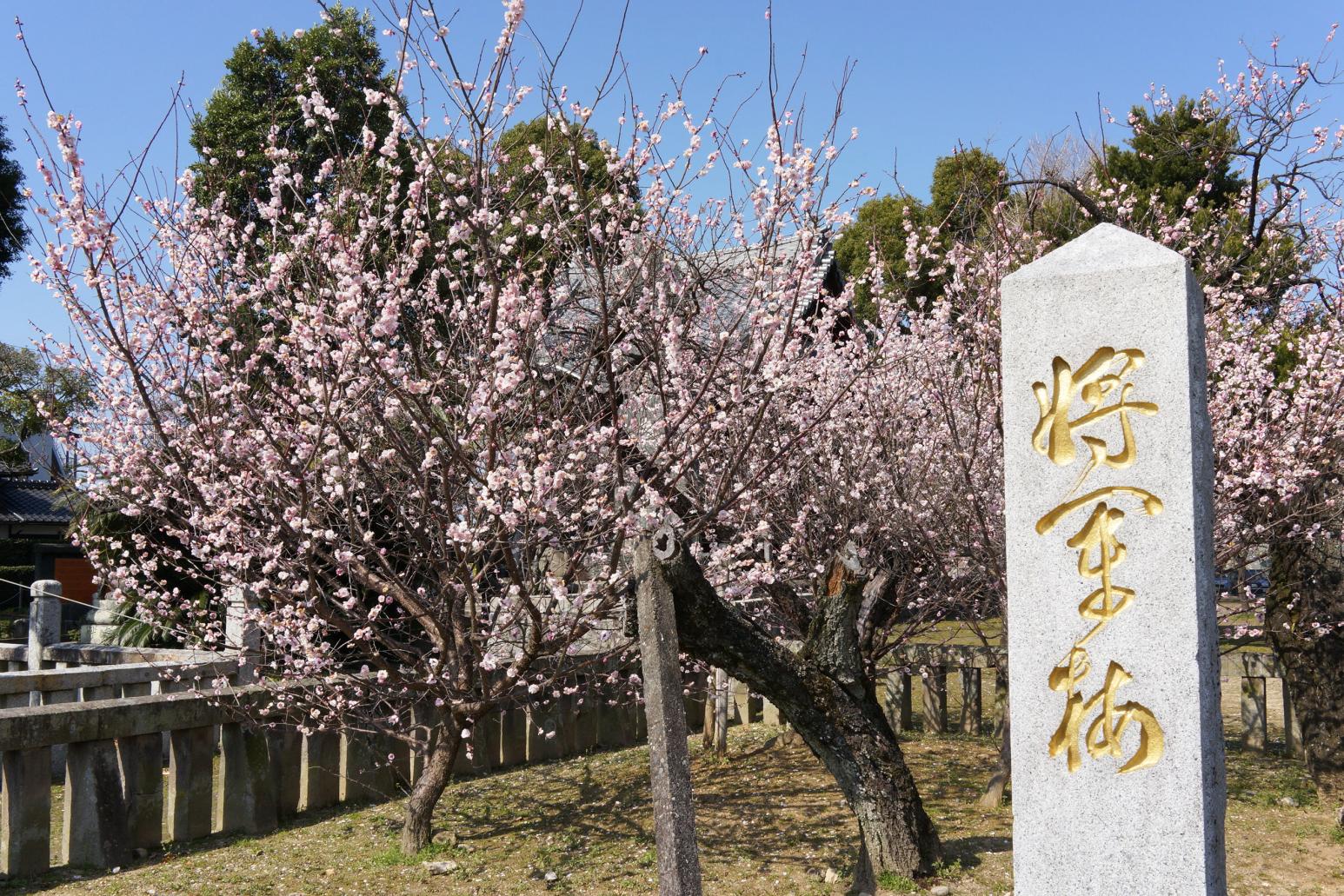 宮ノ陣神社と将軍梅【久留米市】-0