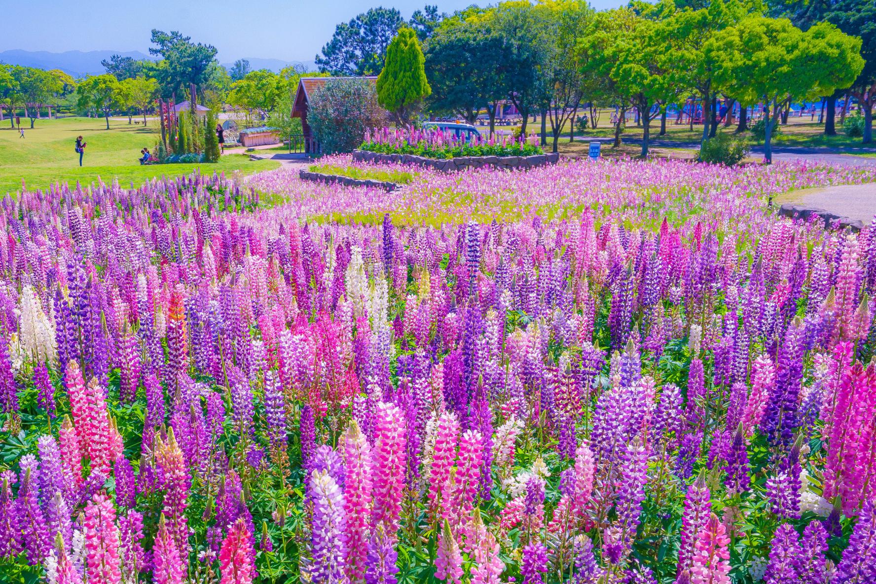 Uminonakamichi Seaside Park (Fukuoka City)-0