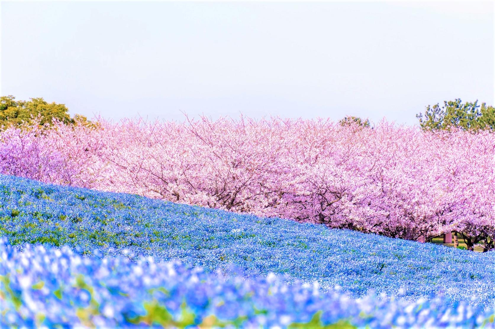 Uminonakamichi Seaside Park (Fukuoka City)-1