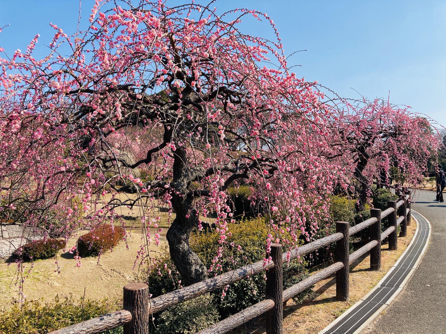 Hananooka Park, Kitakyushu City Sougou Nouji Center (General Agricultural Center) (Kitakyushu City)-4