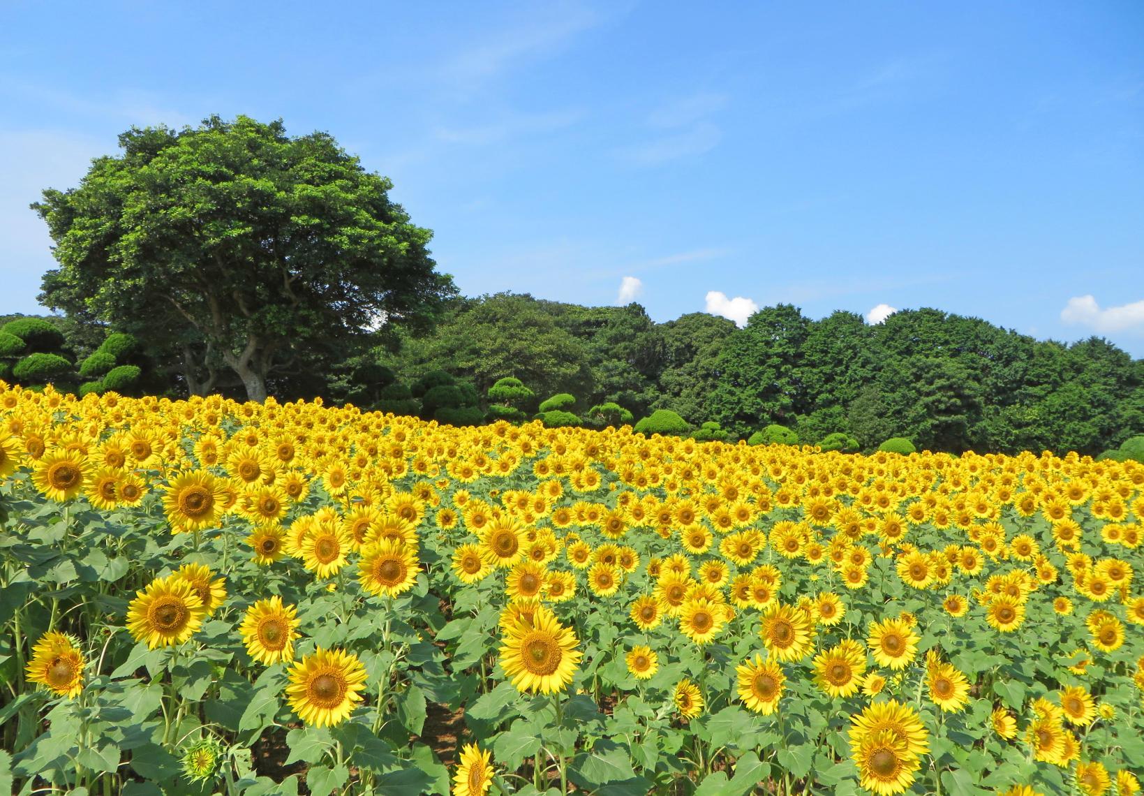 Nokonoshima Island Park (Fukuoka City)-2