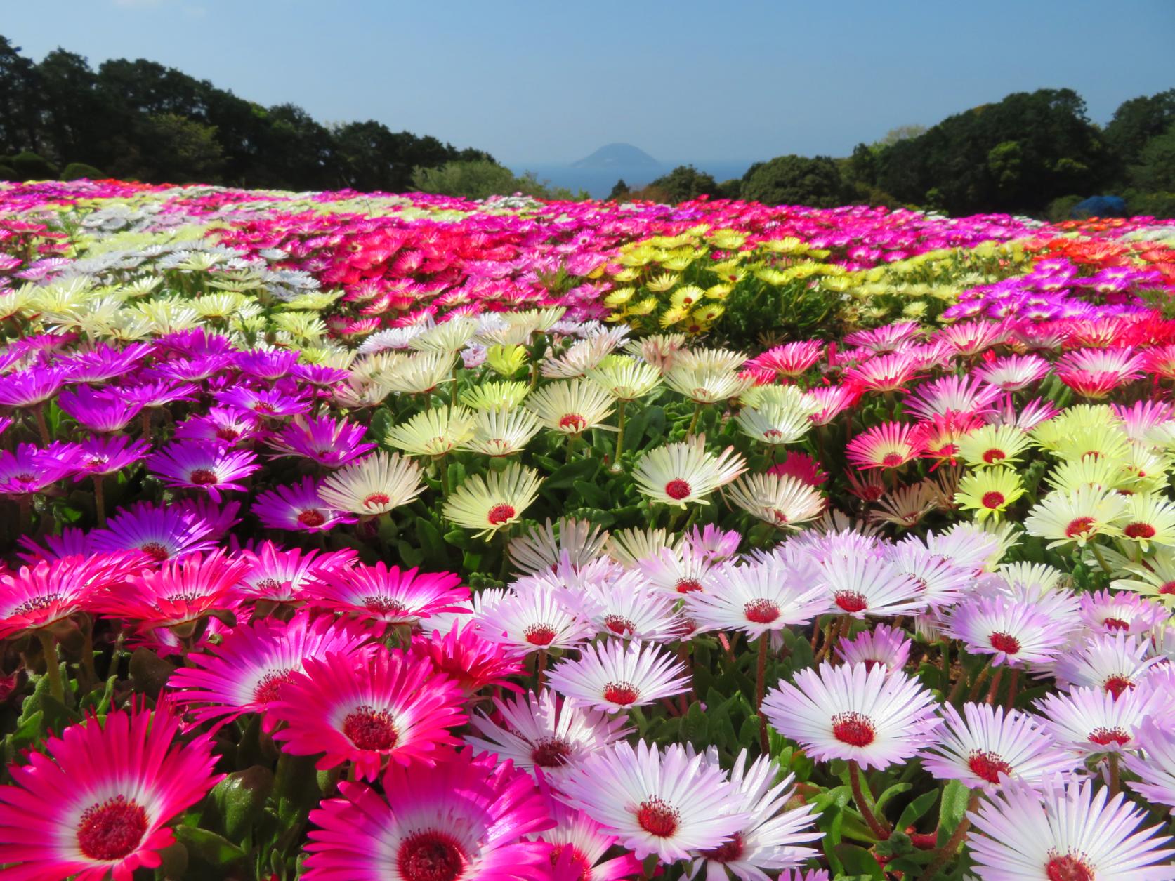 Nokonoshima Island Park (Fukuoka City)-0