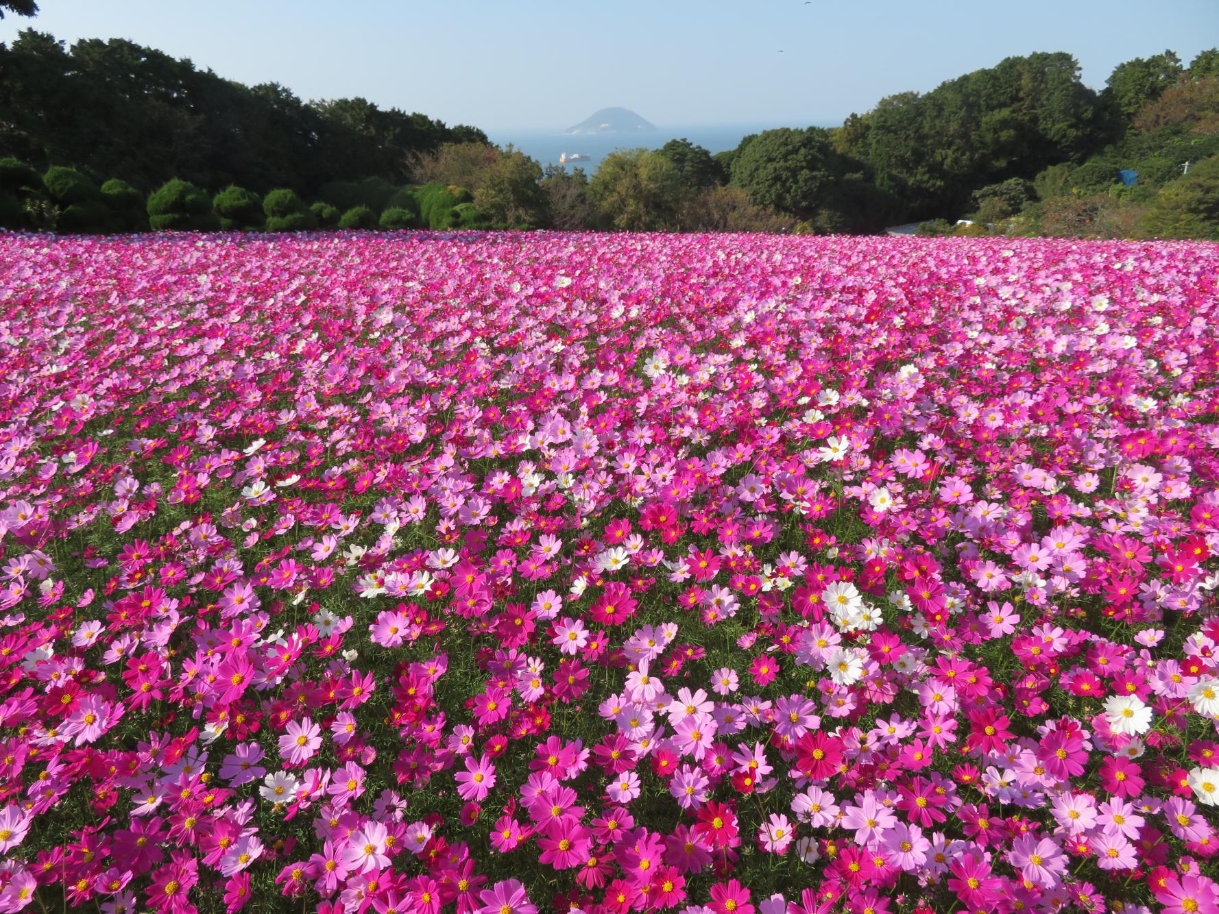 Nokonoshima Island Park (Fukuoka City)-3