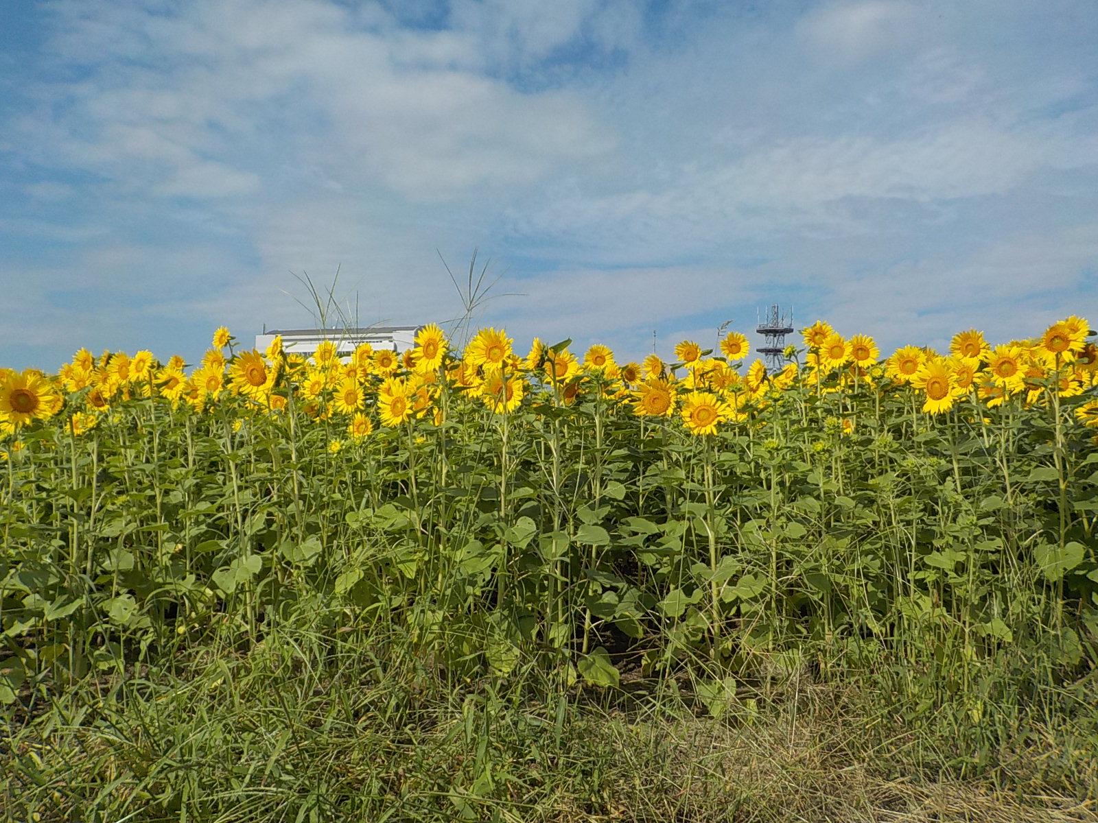 直方河边公园（直方市）-1