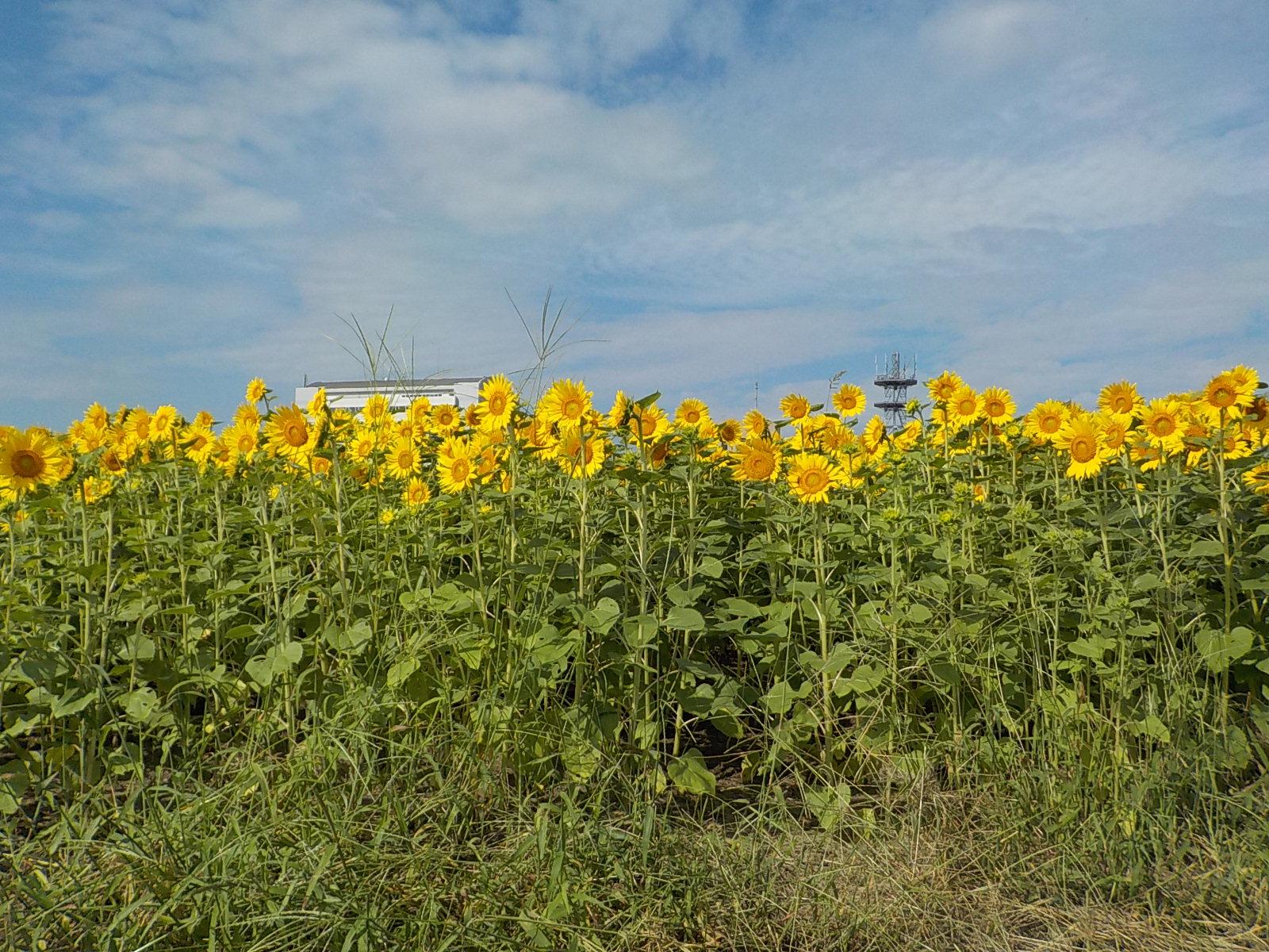 直方河邊公園（直方市）-1