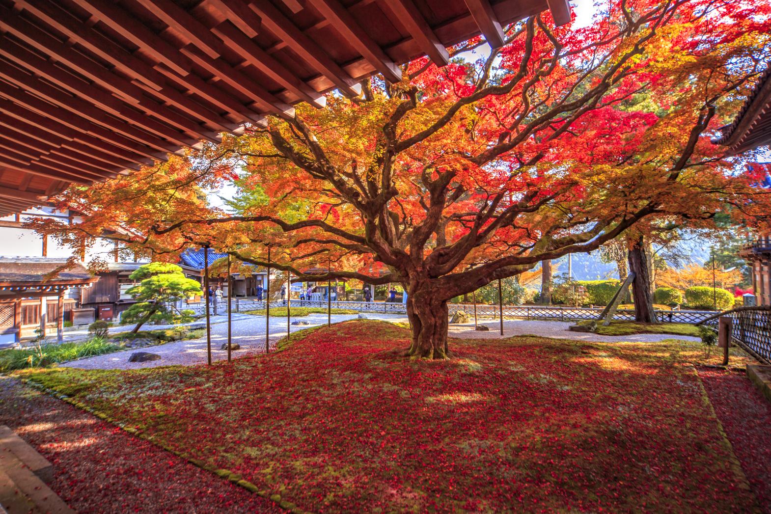 The 400-Year-Old Maple Tree, Autumn Leaves, and Garden of Raizan Sennyoji Daihioin Temple-1