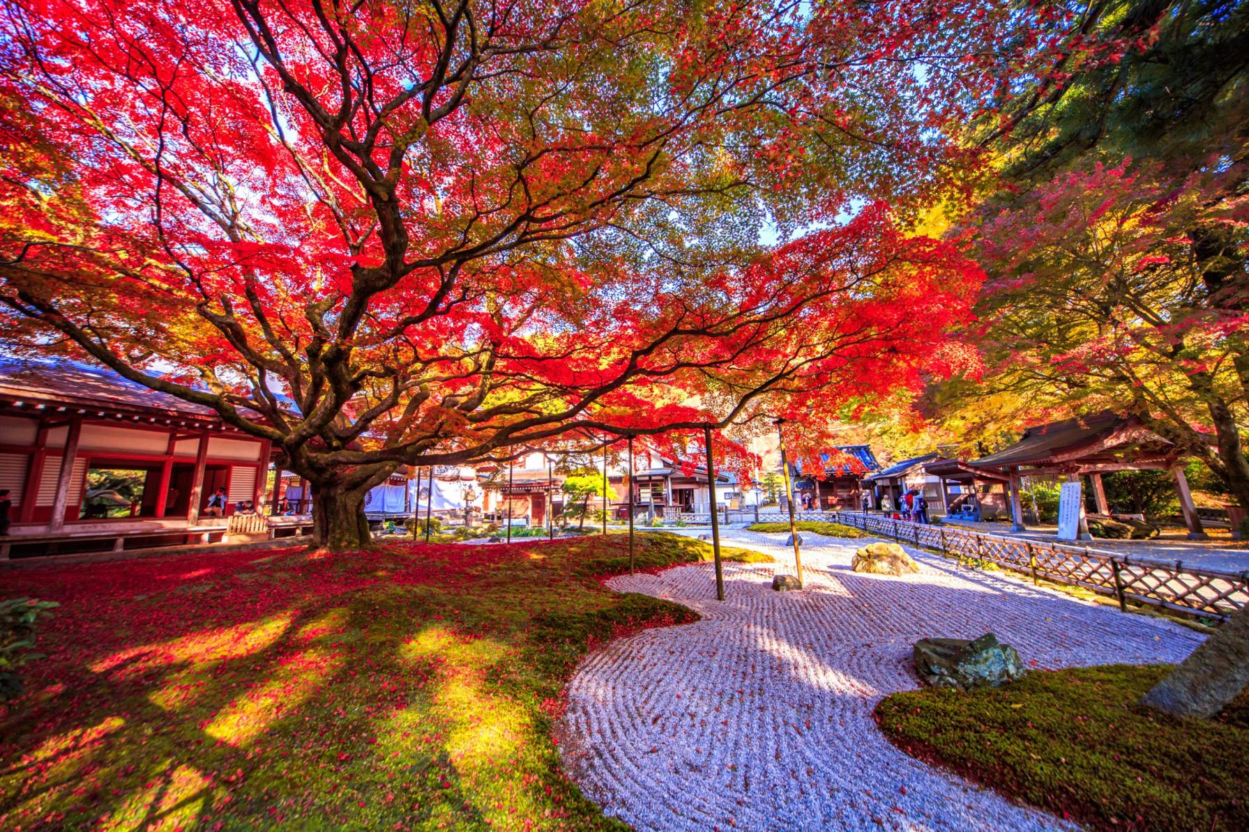The 400-Year-Old Maple Tree, Autumn Leaves, and Garden of Raizan Sennyoji Daihioin Temple-0