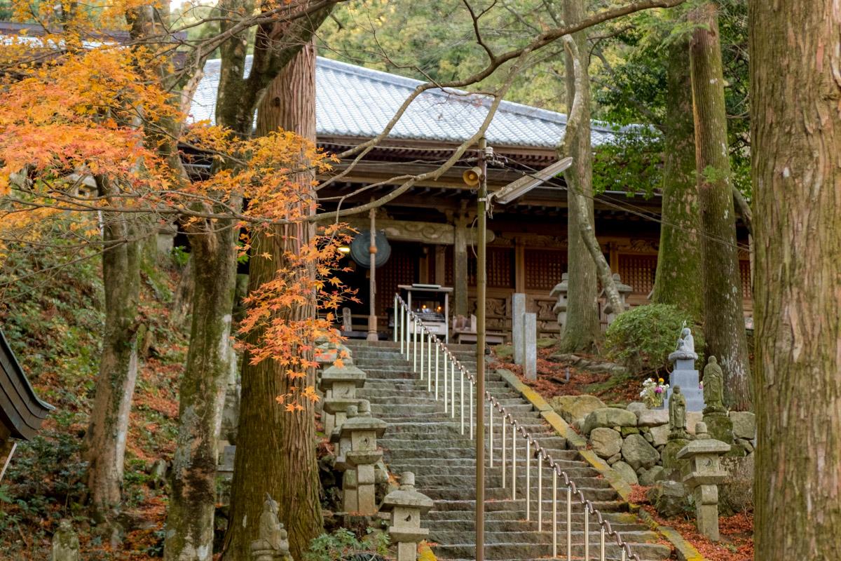 The 400-Year-Old Maple Tree, Autumn Leaves, and Garden of Raizan Sennyoji Daihioin Temple-3