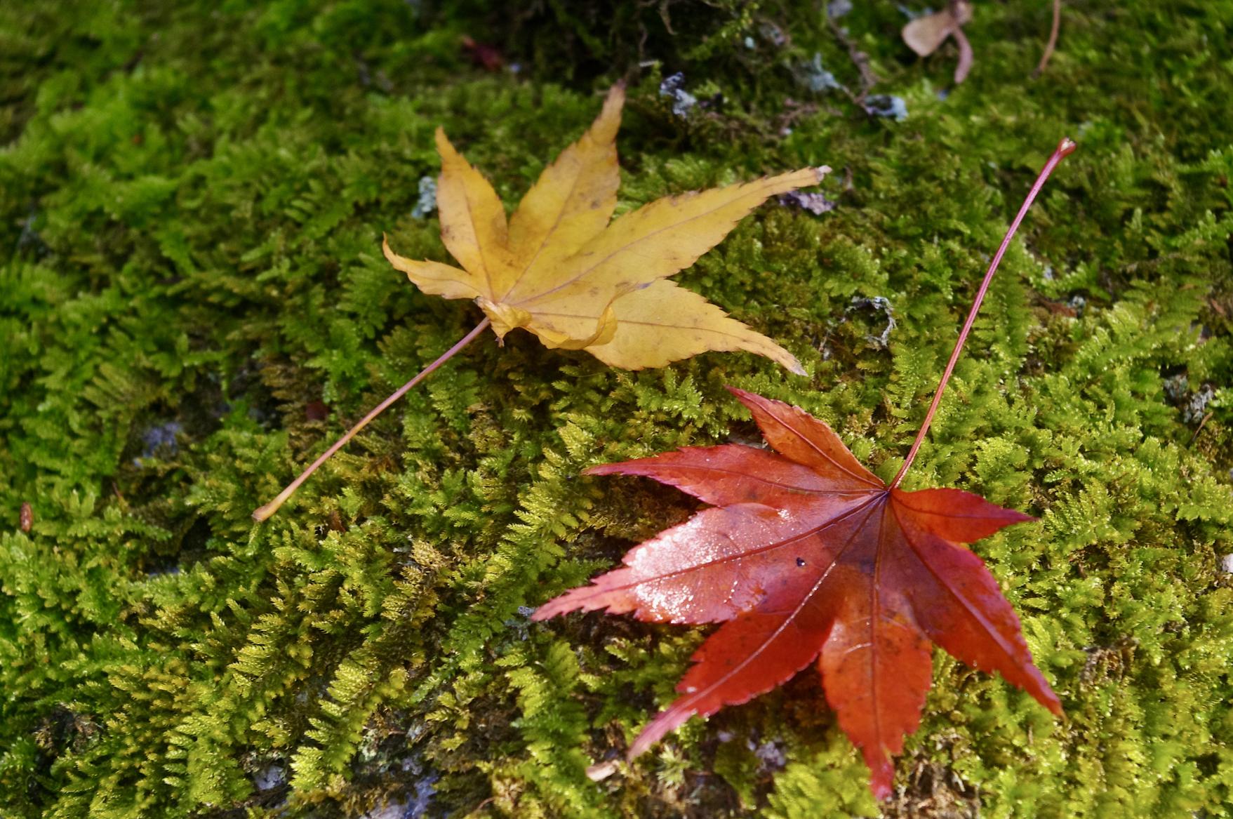 Shakyo: The Meditative Practice of Tracing Buddhist Sutra-3