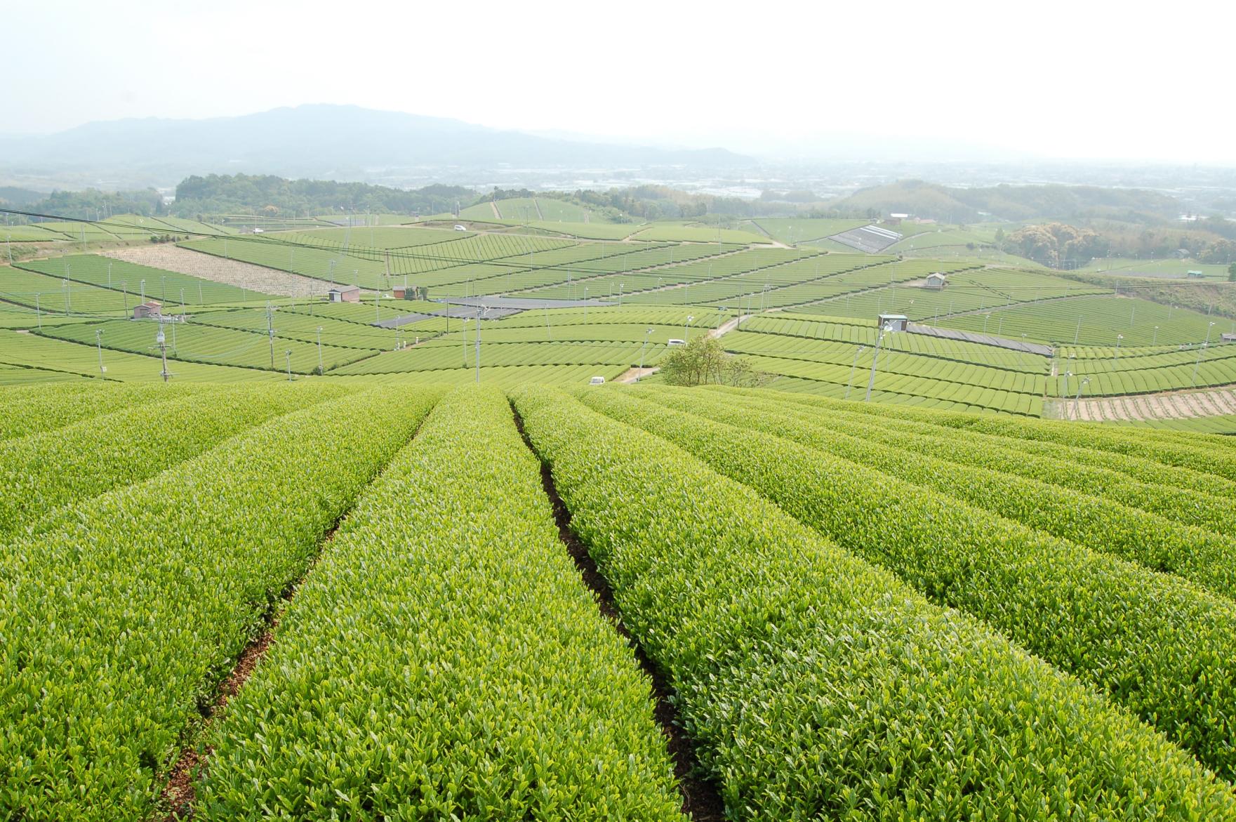 The Bounty of Chikugo Agriculture-0