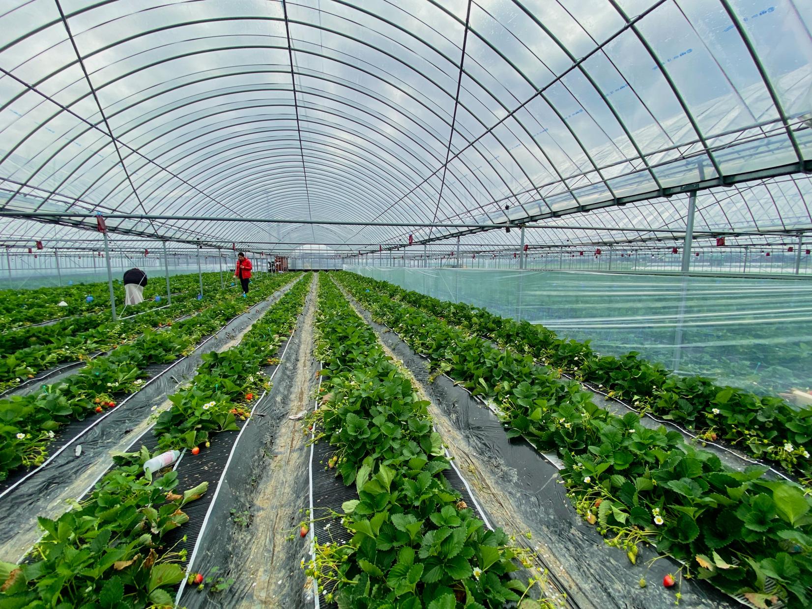 Strawberry Picking at Uruu Farm Strawberries-1